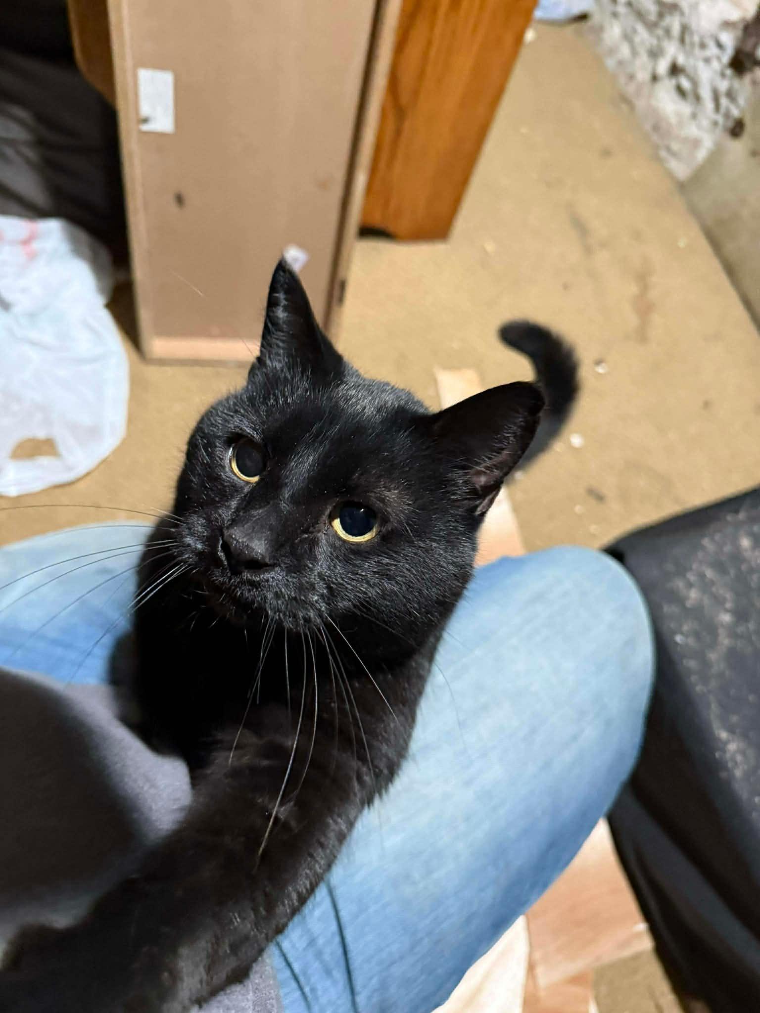 Enlarge Banner, a ADOPTABLE Domestic Short Hair in Ionia, MI image 1/2