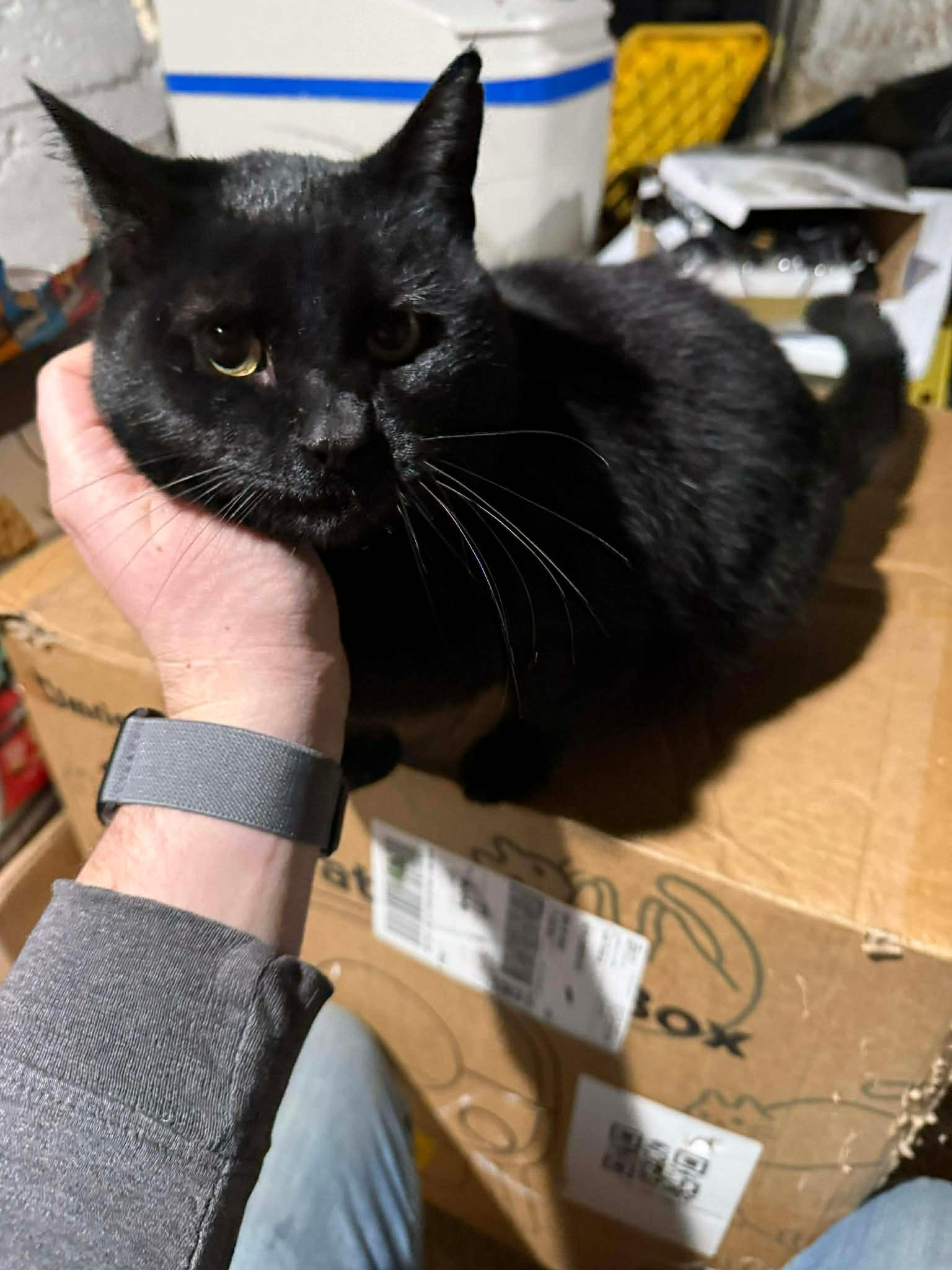 Enlarge Banner, a ADOPTABLE Domestic Short Hair in Ionia, MI image 2/2