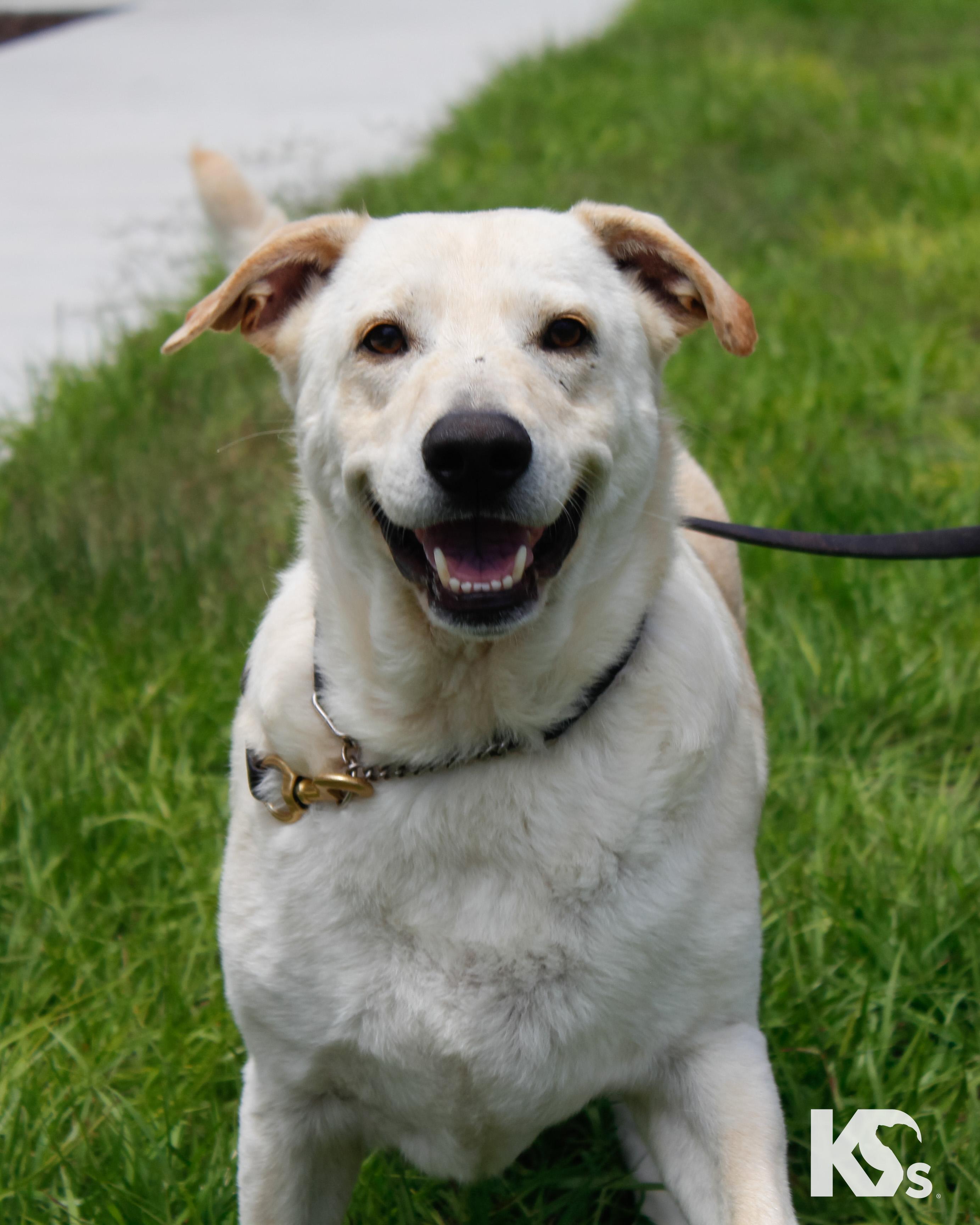 Judd, a ADOPTABLE mixed breed in Ponte Vedra, FL image 1/5