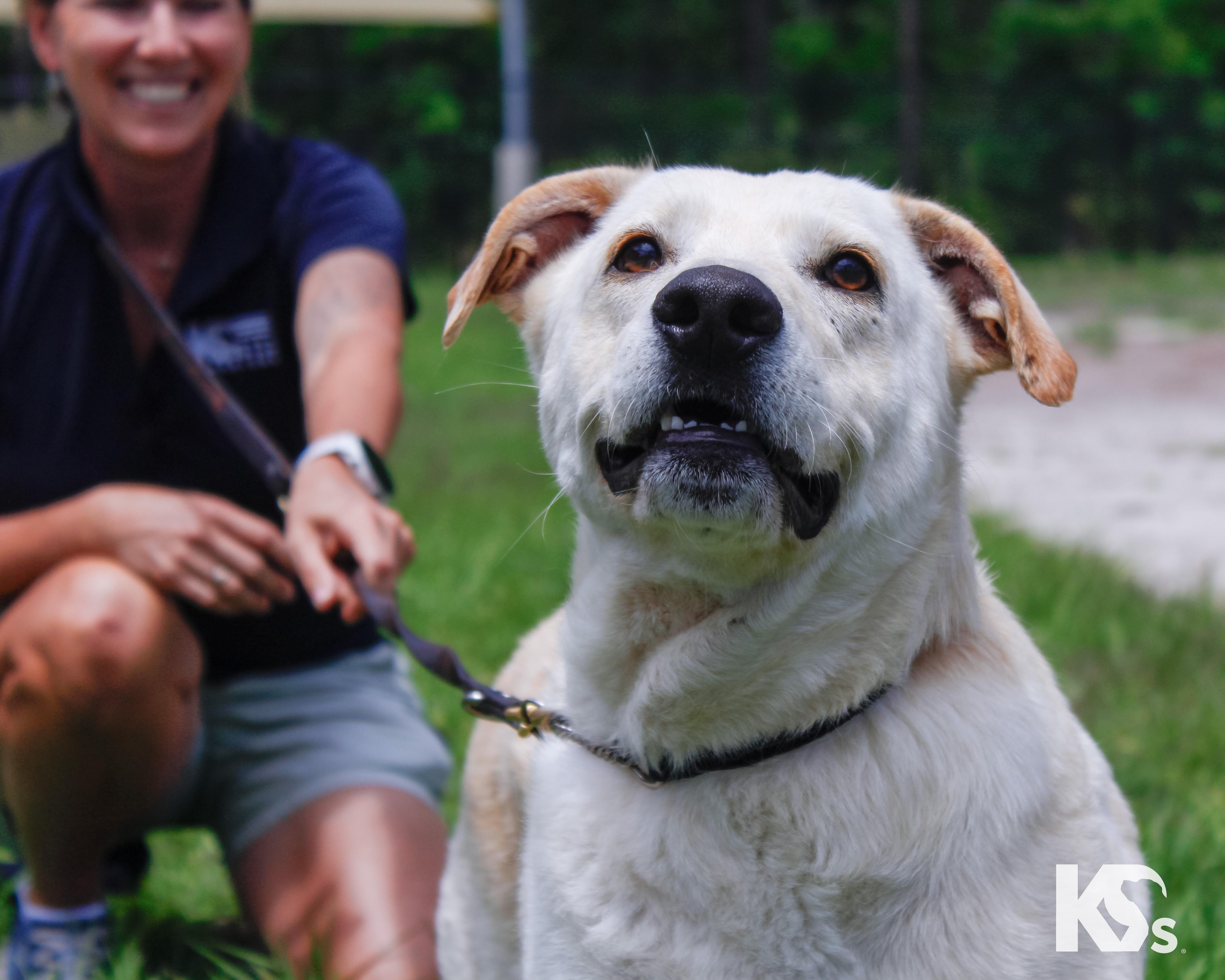 Judd, a ADOPTABLE mixed breed in Ponte Vedra, FL image 4/5