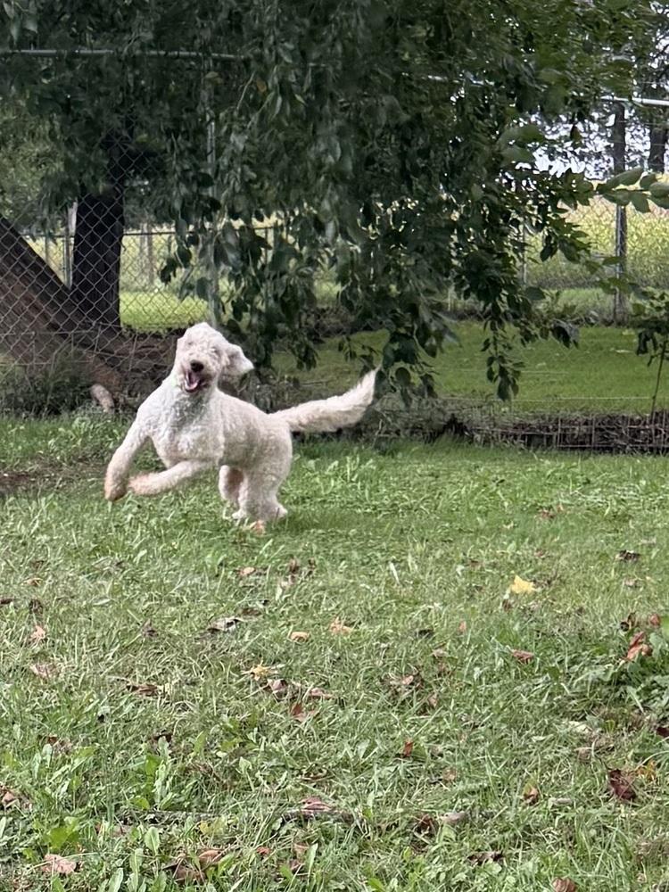 Maggie, Adopted, Adult Female Goldendoodle.