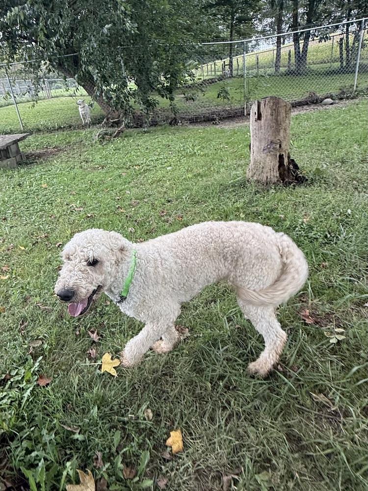 Enlarge Maggie, a Adopted Goldendoodle in Osgood, IN image 2/4