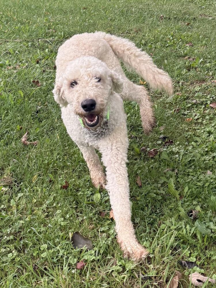 Enlarge Maggie, a Adopted Goldendoodle in Osgood, IN image 3/4