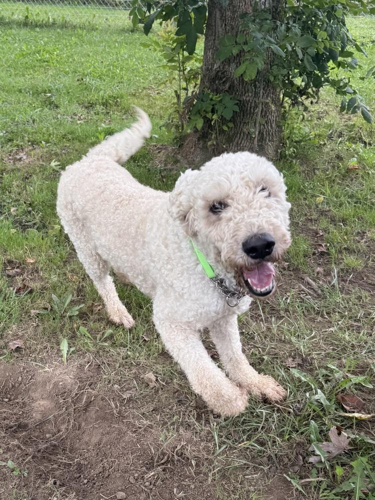 Enlarge Maggie, a Adopted Goldendoodle in Osgood, IN image 4/4