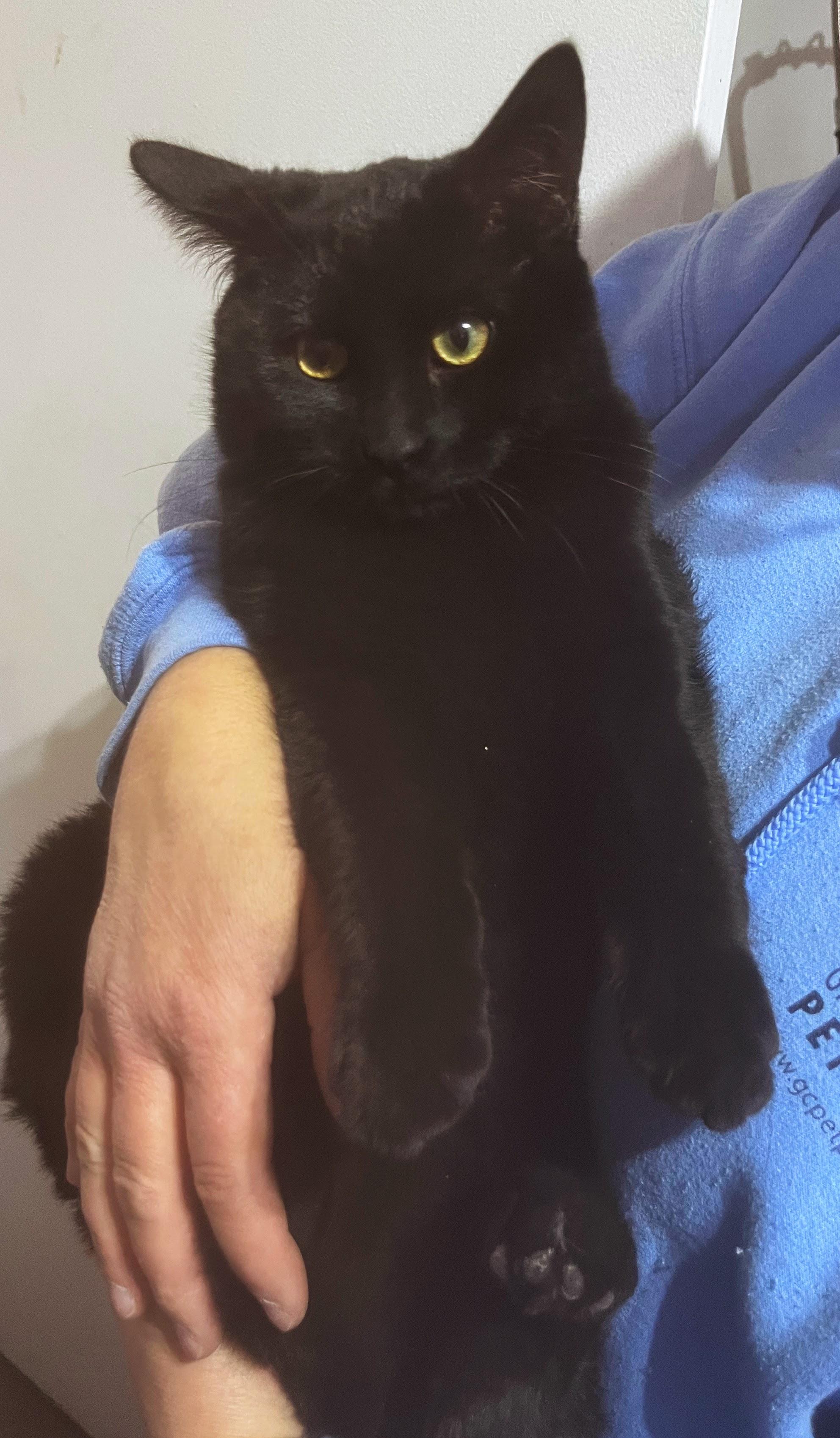 Enlarge Cruz, a ADOPTABLE Bombay in Nucla, CO image 1/1