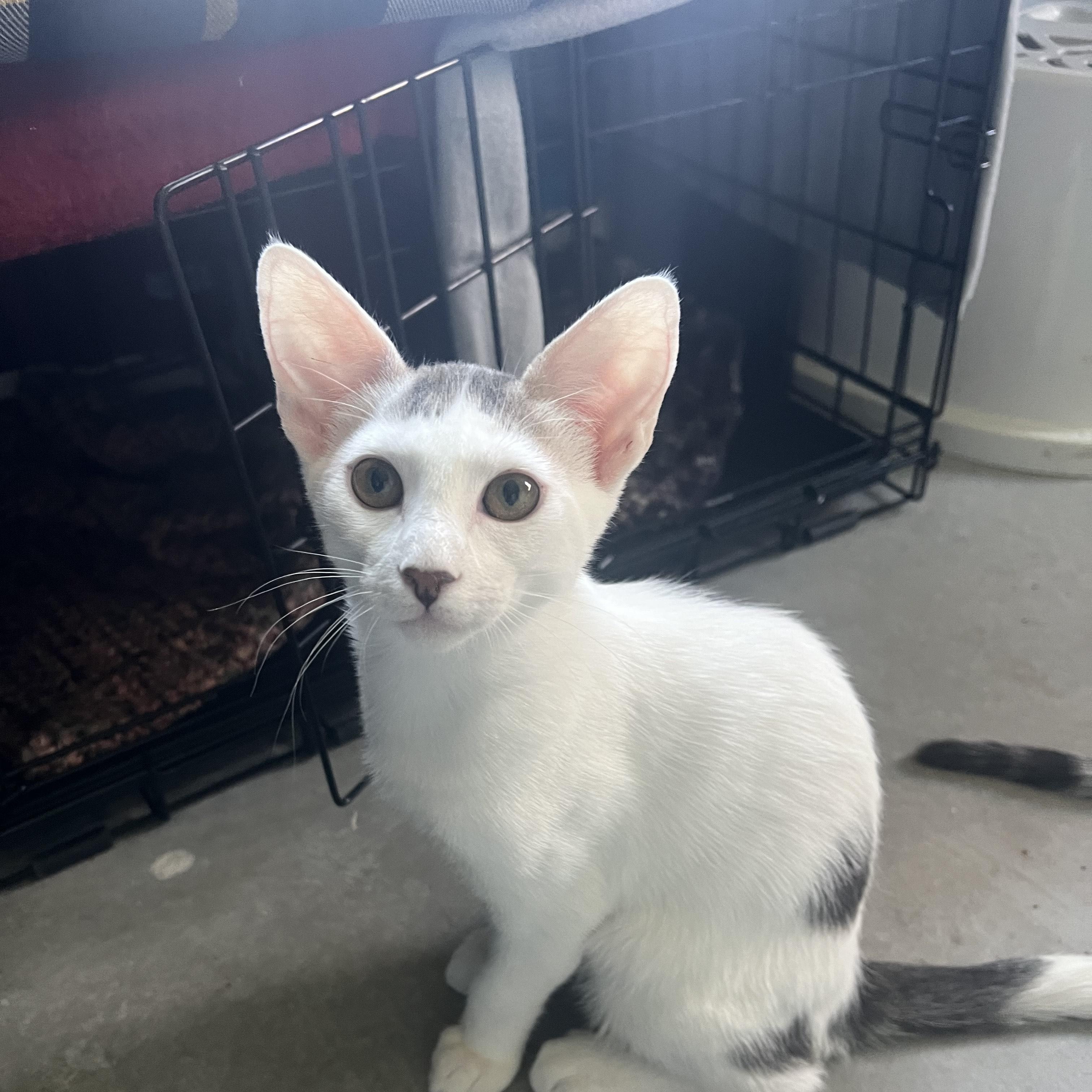 Coconut (Coquis), Adopted, Kitten Male Tabby & Egyptian Mau.