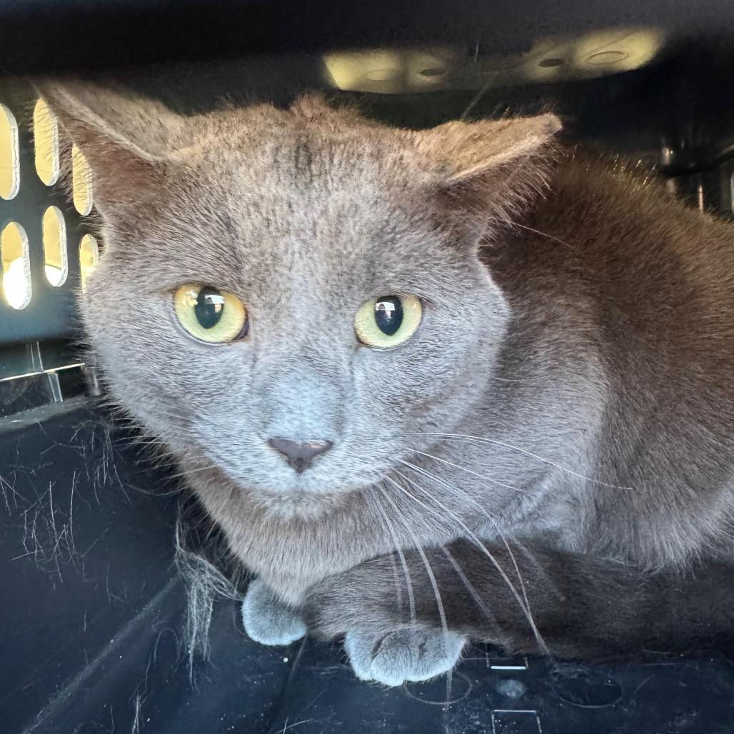 Scar — thumbnail 2