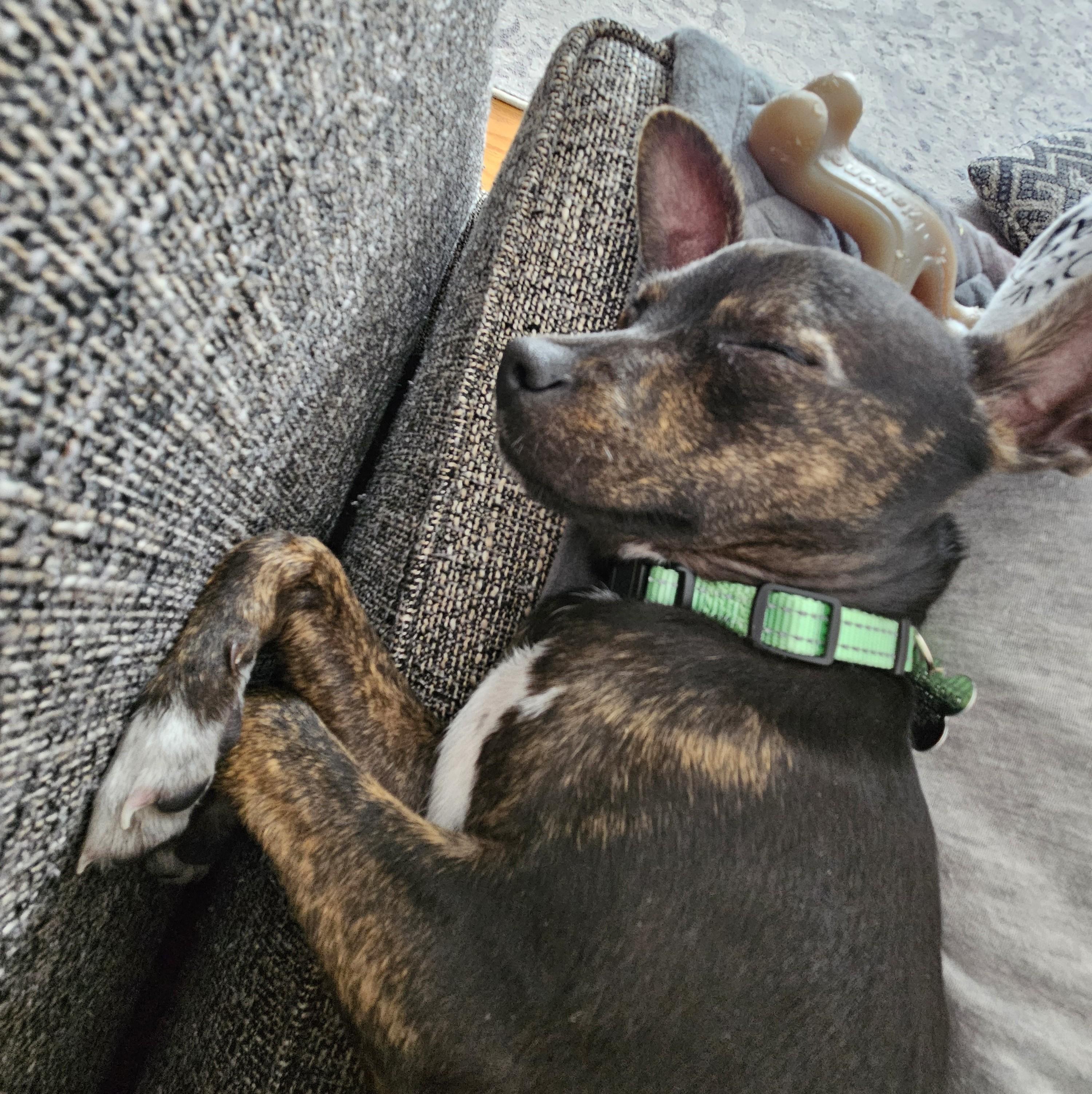 Enlarge Rusty, a Adoptable mixed breed in Albany, NY image 6/6