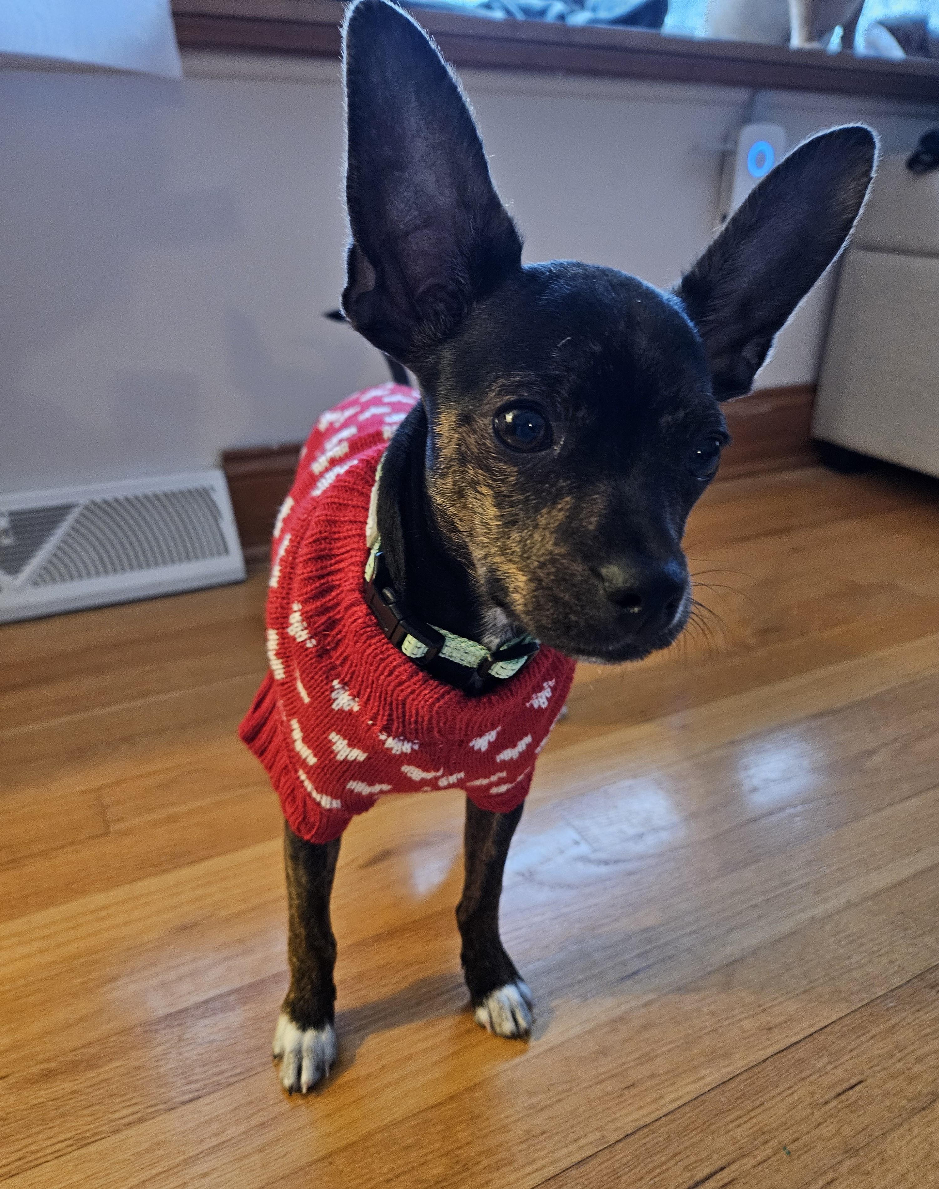 Enlarge Rusty, a Adoptable mixed breed in Albany, NY image 5/6