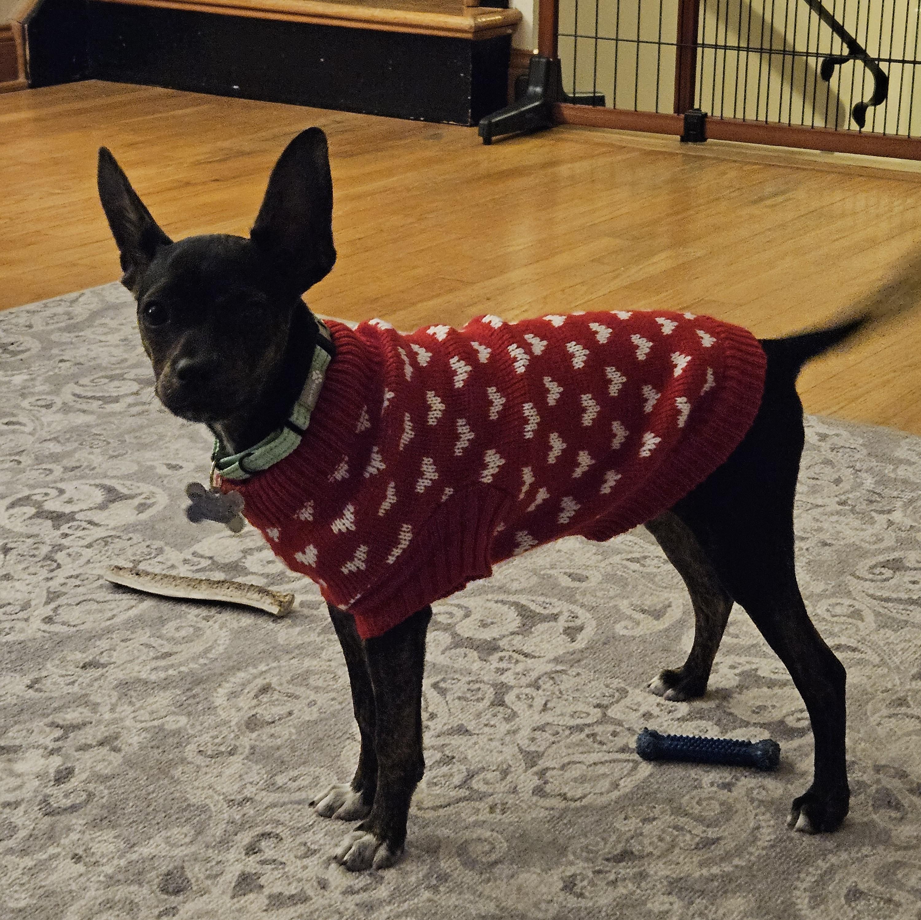 Enlarge Rusty, a Adoptable mixed breed in Albany, NY image 3/6