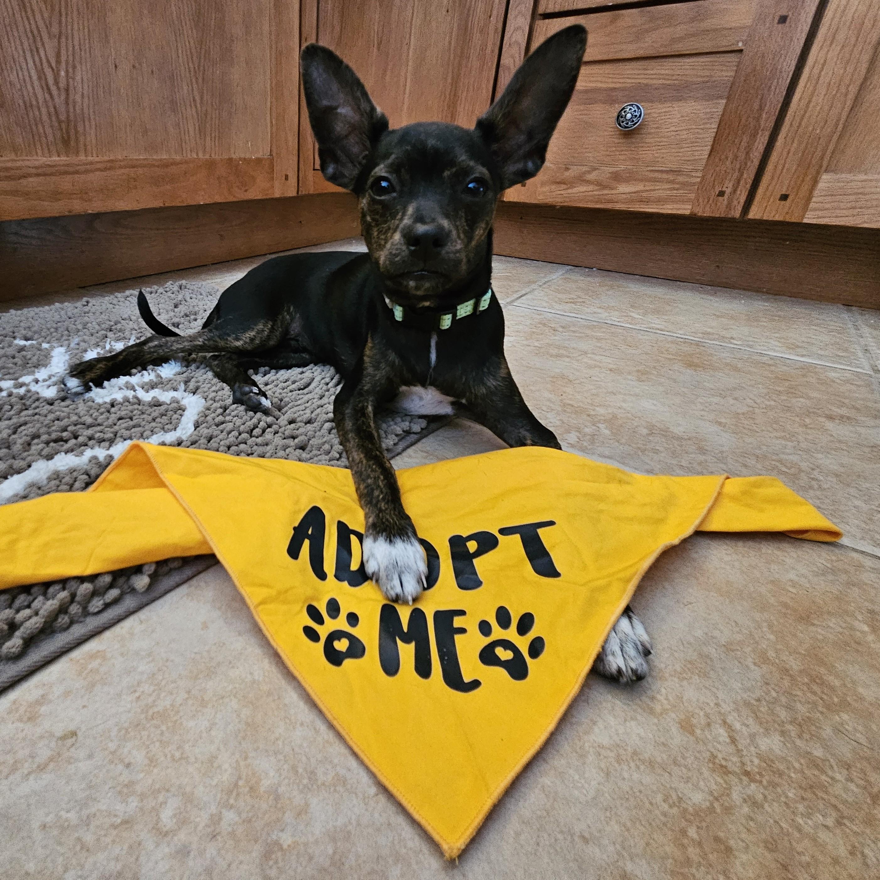 Rusty, Adoptable, Puppy Male Chihuahua & Boston Terrier.