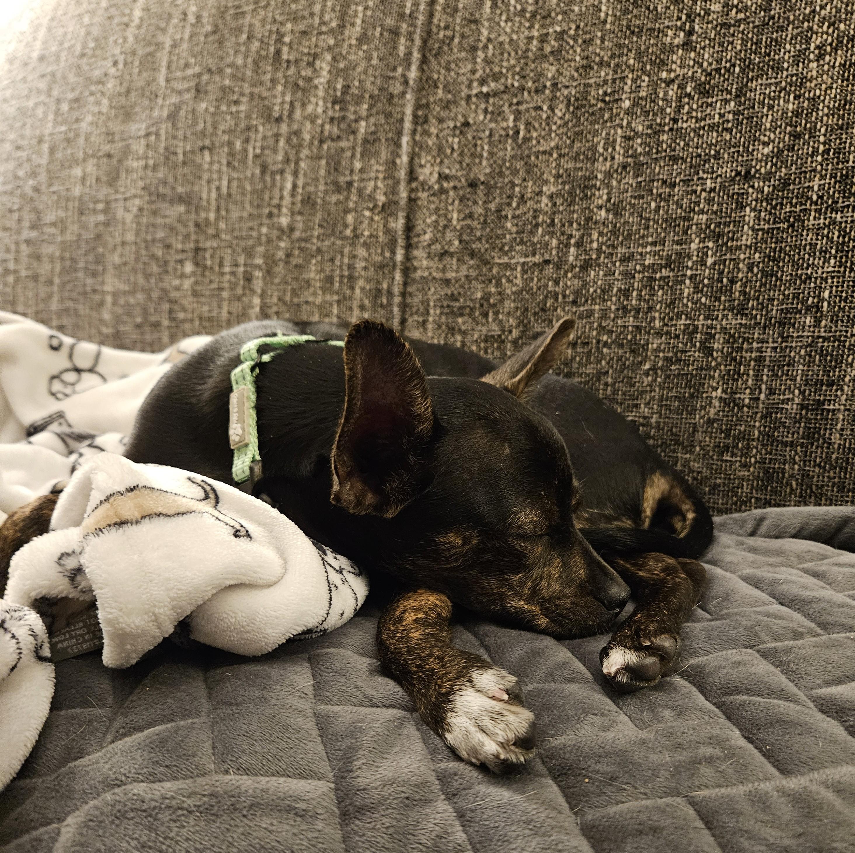 Enlarge Rusty, a Adoptable mixed breed in Albany, NY image 4/6