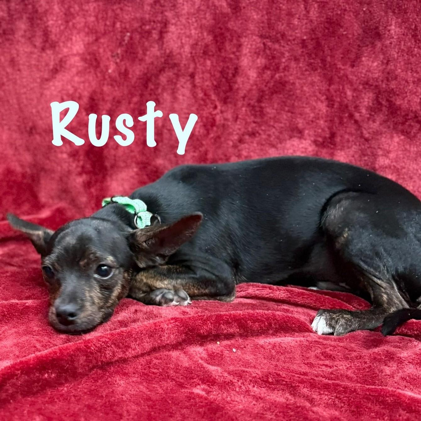 Enlarge Rusty, a Adoptable mixed breed in Albany, NY image 2/6