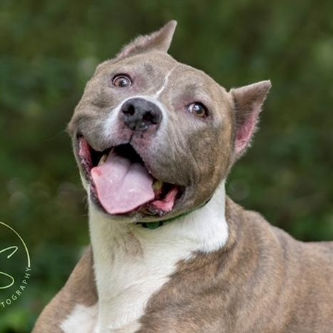 Sweet Bella (contact Rachel), Adoptable, Adult Female Pit Bull Terrier.