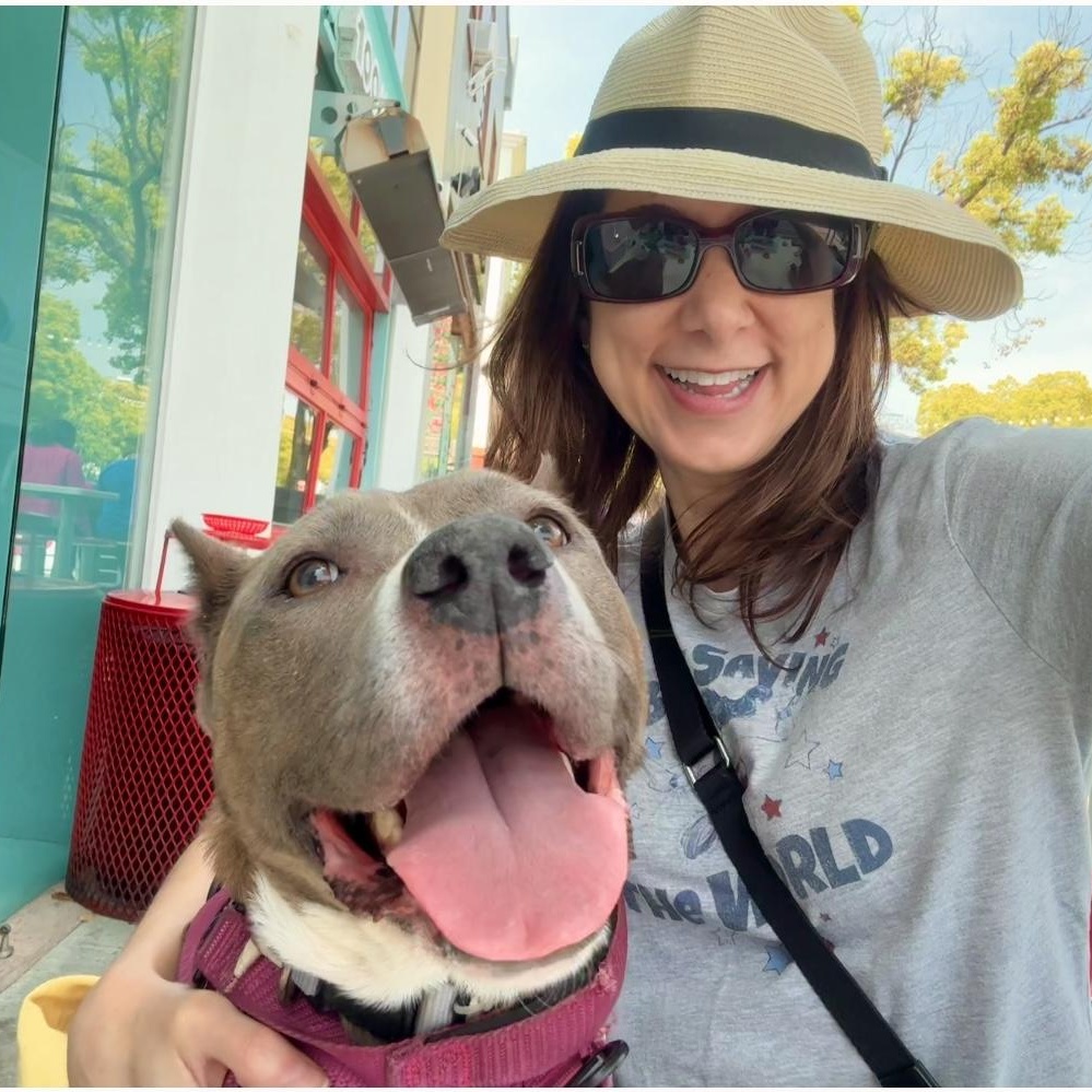 Sweet Bella (contact Rachel), a Adoptable Pit Bull Terrier in Sherman Oaks, CA image 4/6