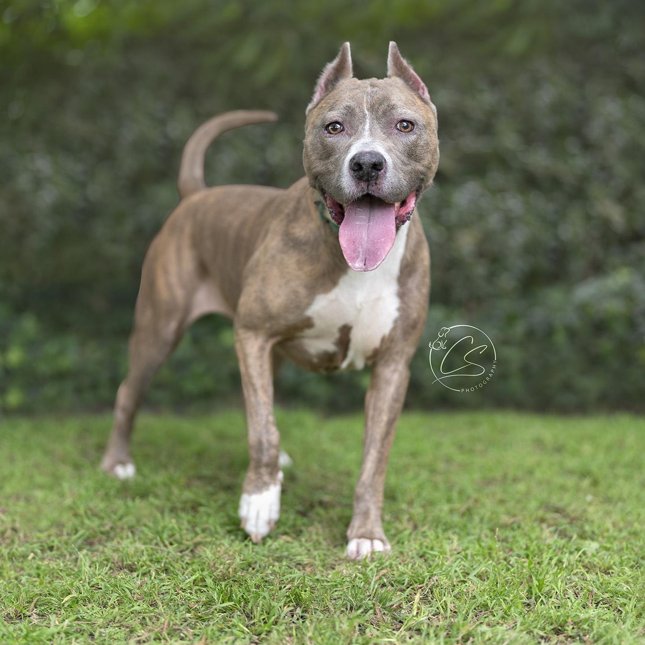Enlarge Sweet Bella (contact Rachel), a Adoptable Pit Bull Terrier in Sherman Oaks, CA image 6/6