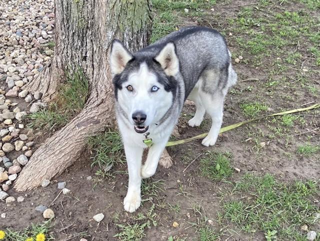 Enlarge EDDIE, a Adoptable mixed breed in Omaha, NE image 1/1