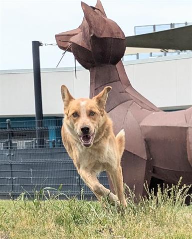 ROOSTER, Adoptable, Young Male Australian Cattle Dog / Blue Heeler.