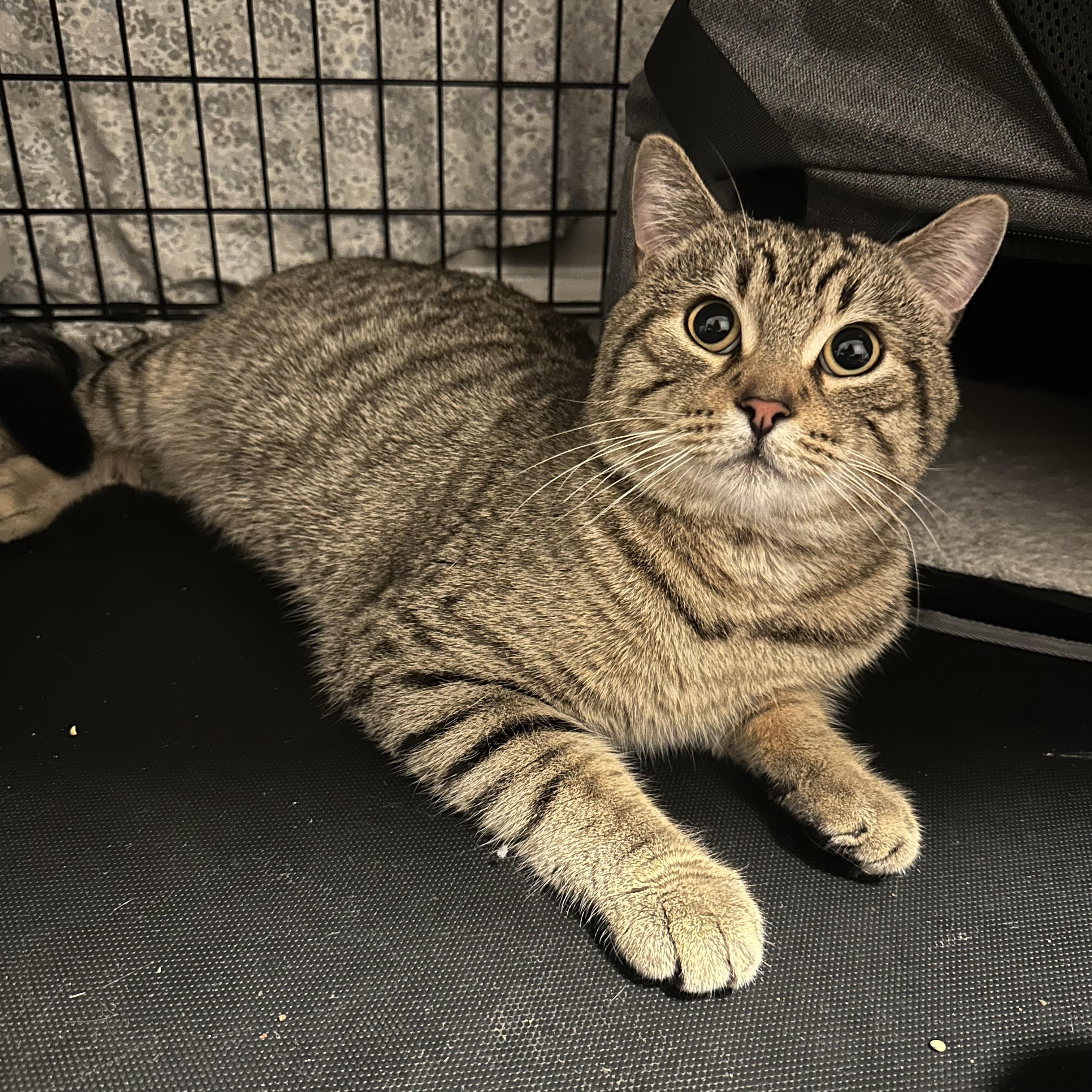 Enlarge Jumbo, a Adopted American Shorthair in Brooklyn, NY image 2/5