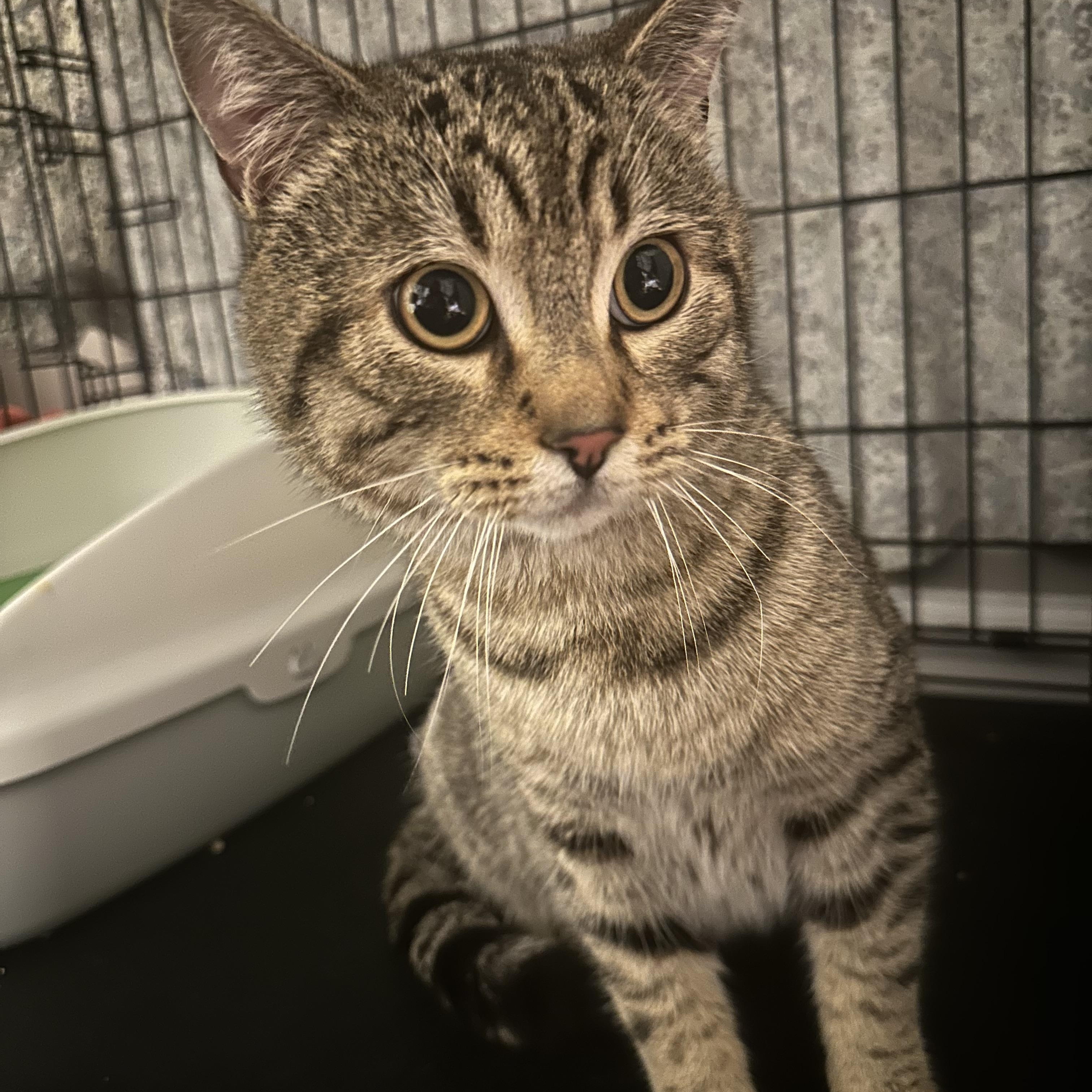 Enlarge Jumbo, a Adopted American Shorthair in Brooklyn, NY image 3/5