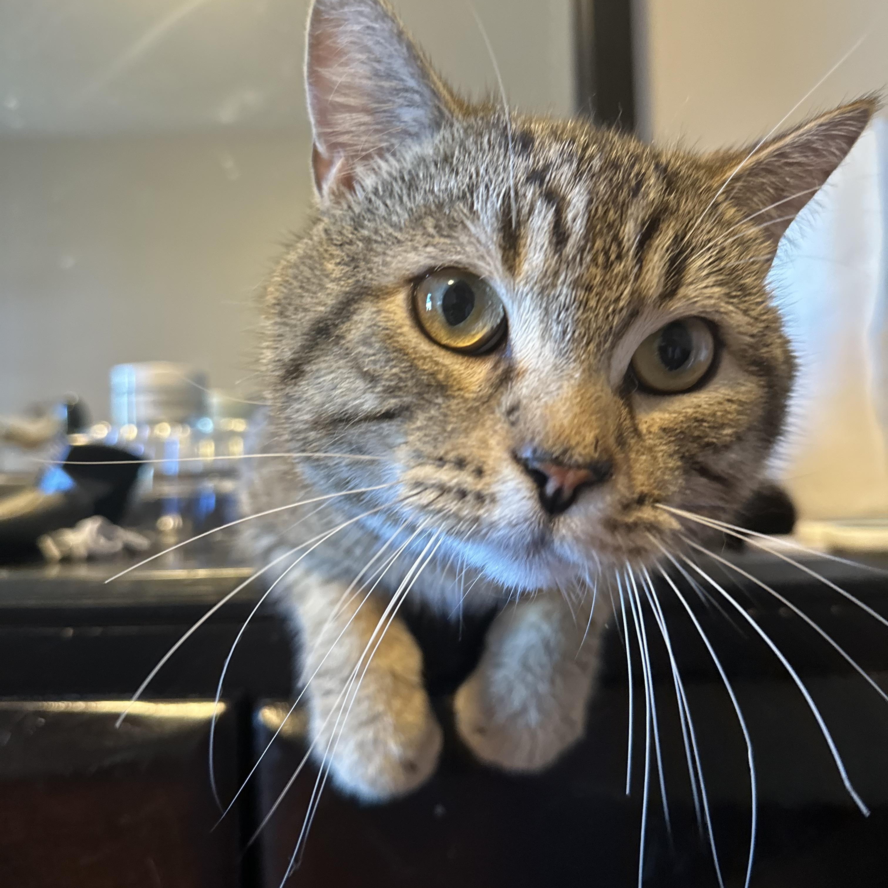 Enlarge Jumbo, a Adopted American Shorthair in Brooklyn, NY image 1/5