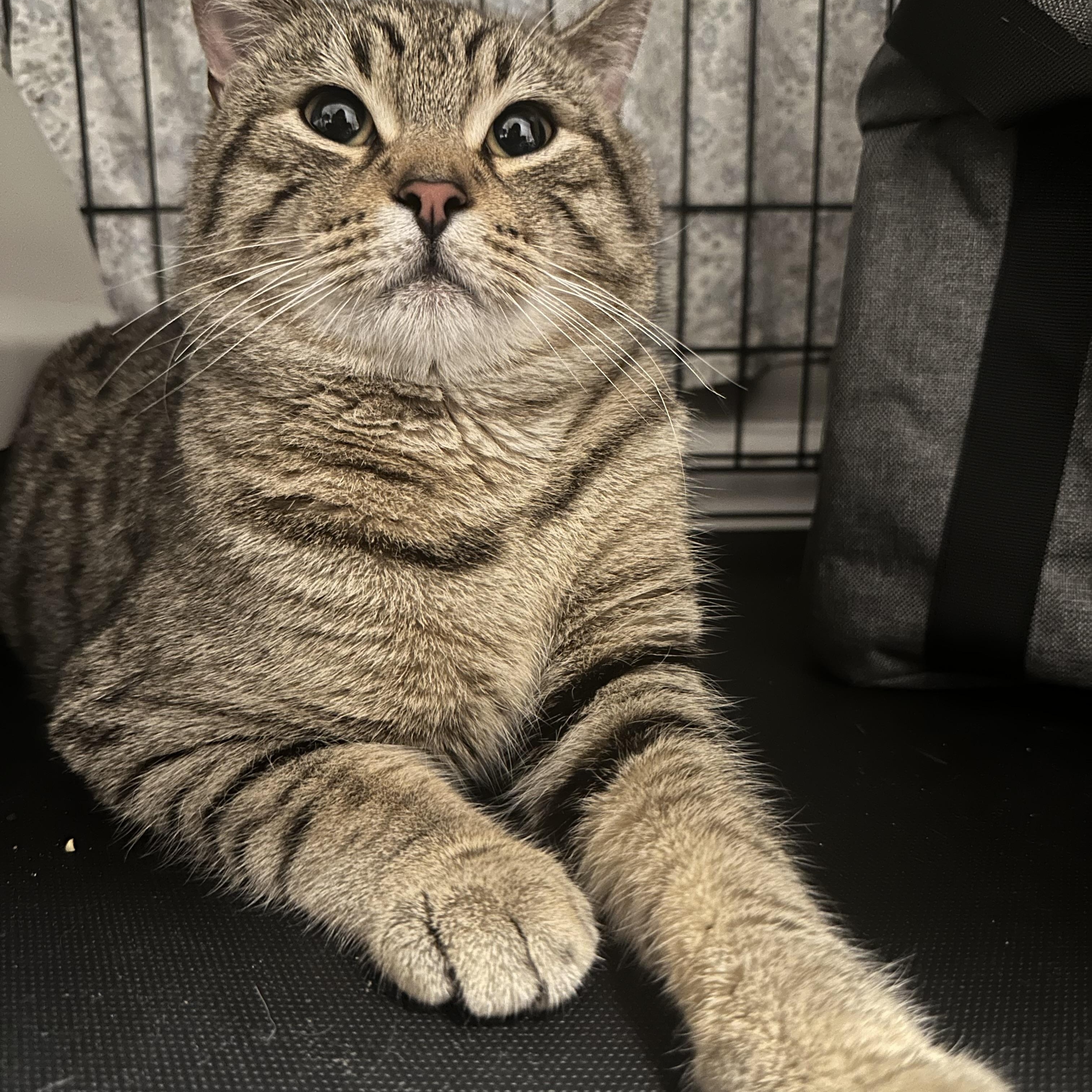 Enlarge Jumbo, a Adopted American Shorthair in Brooklyn, NY image 4/5