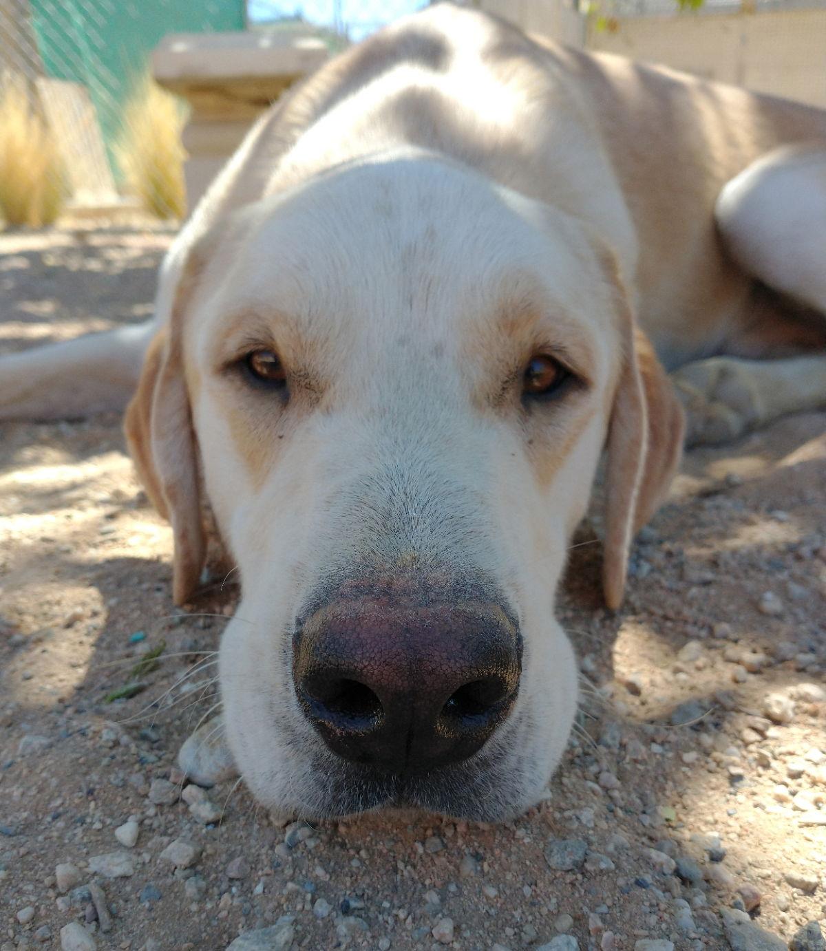 Enlarge Prancer, a Adoptable mixed breed in Apple Valley, CA image 1/3