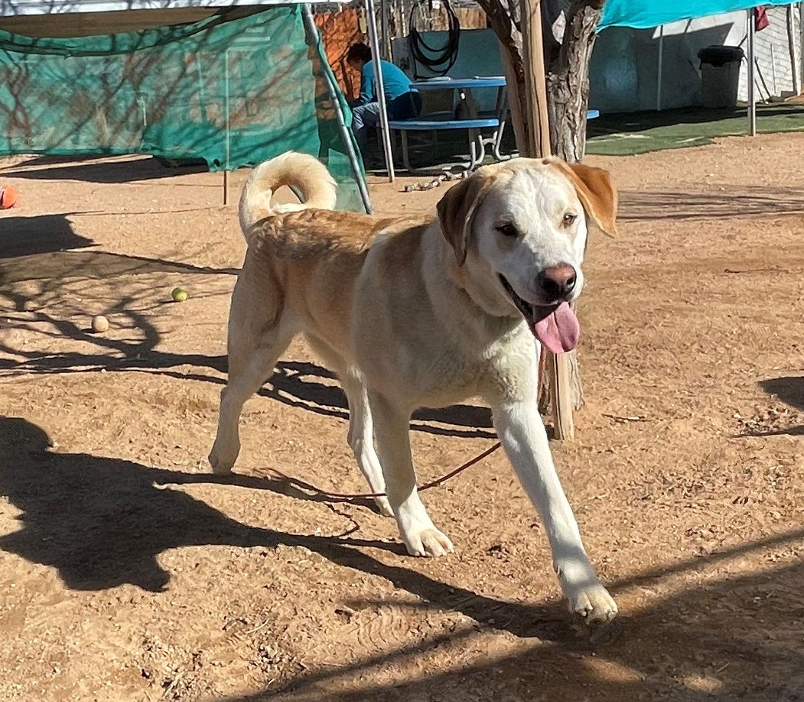 Enlarge Prancer, a Adoptable mixed breed in Apple Valley, CA image 2/3