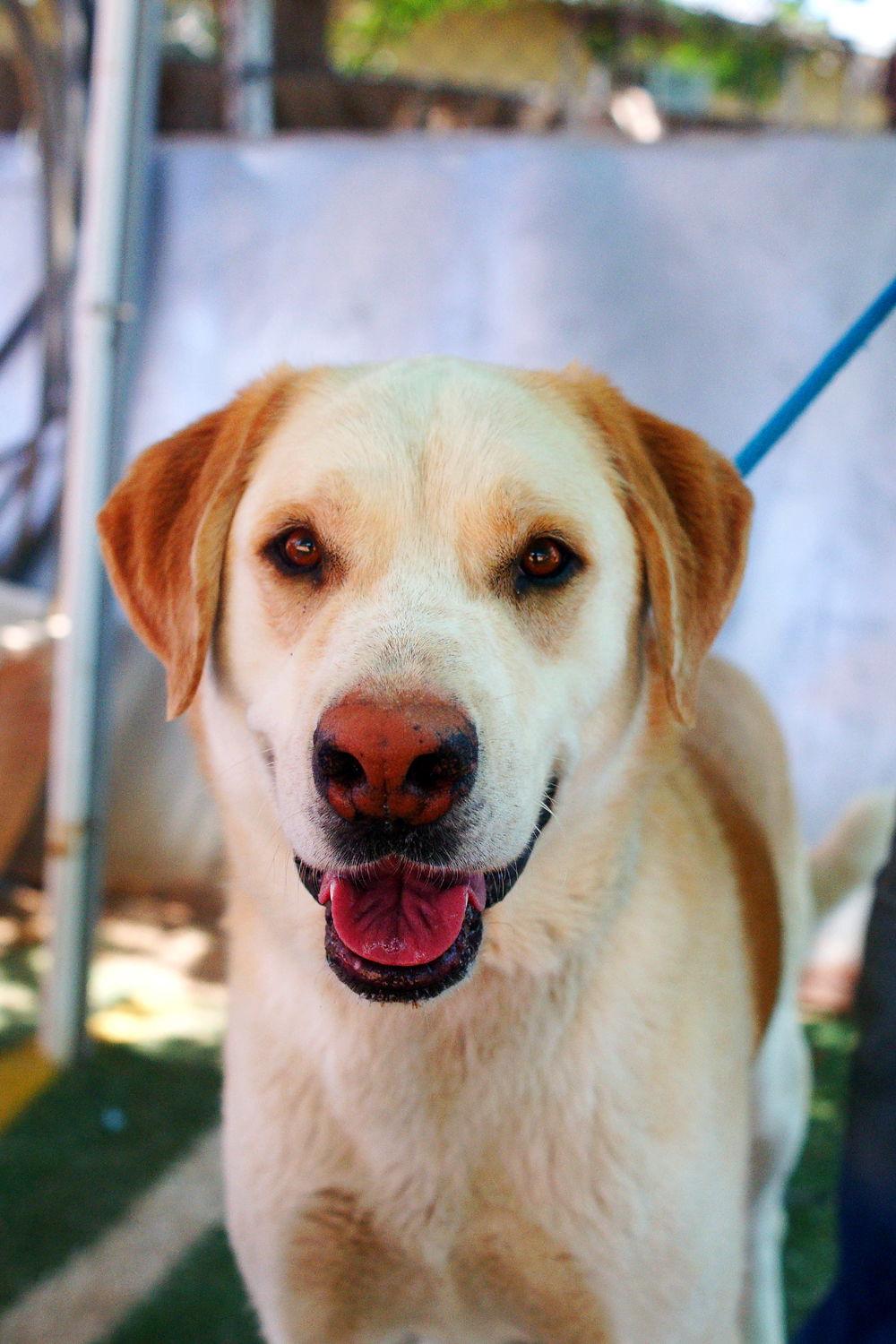 Enlarge Prancer, a Adoptable mixed breed in Apple Valley, CA image 3/3