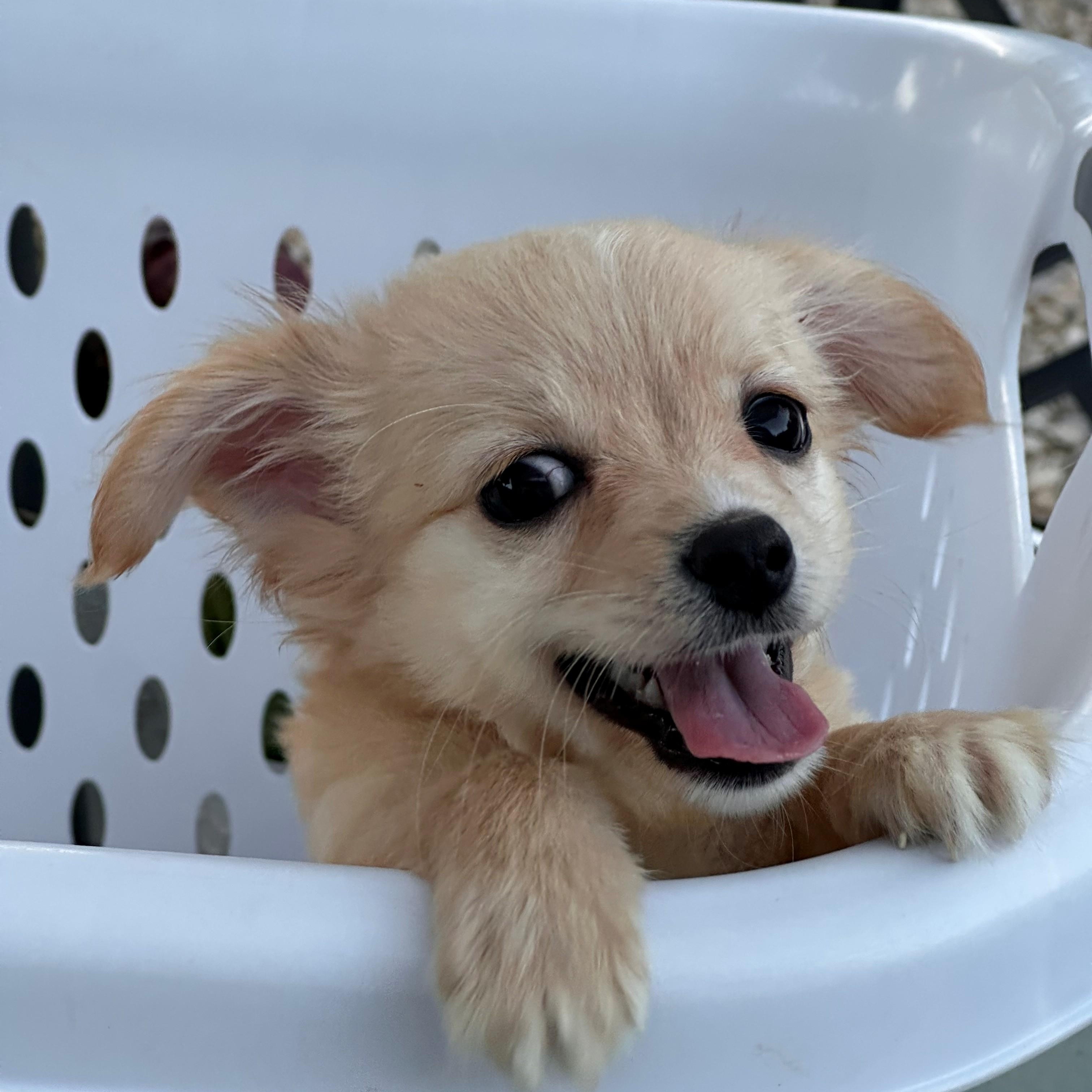 SAM, ADOPTABLE, Puppy Female Chihuahua & Pomeranian.