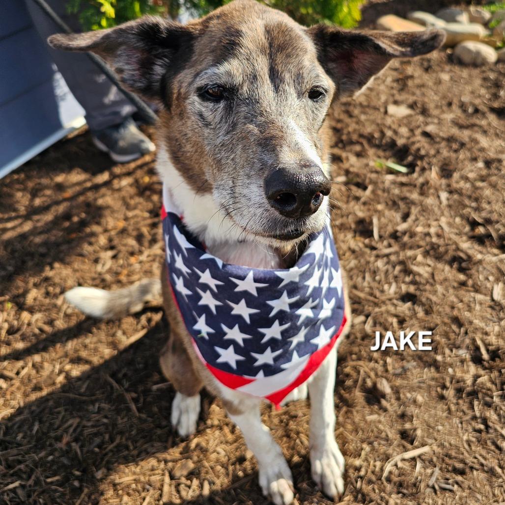 Jake, Adoptable, Senior Male Catahoula Leopard Dog & Greyhound.