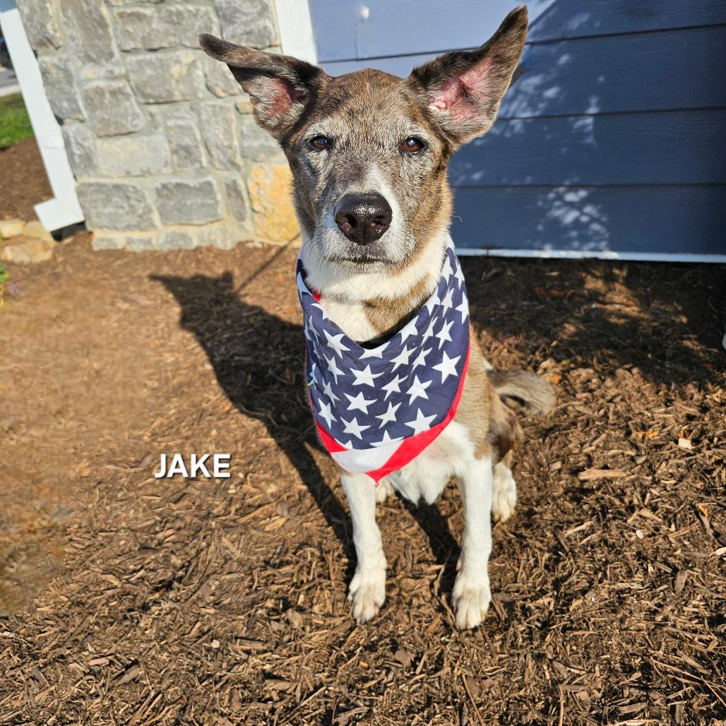Jake, a Adoptable mixed breed in Phoenix, AZ image 2/4