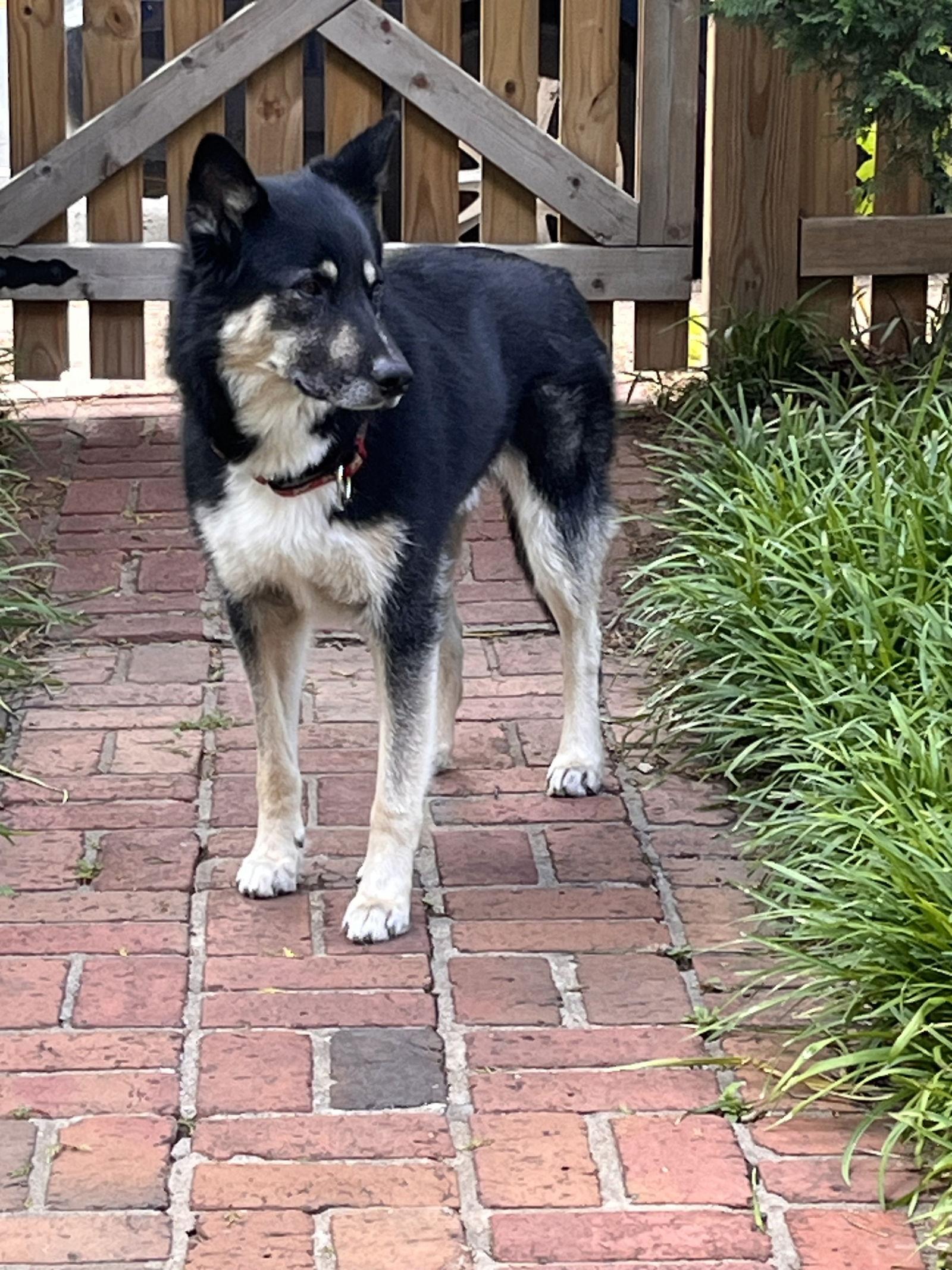 Enlarge Prince, a Adoptable German Shepherd Dog in Lutherville, MD image 1/3