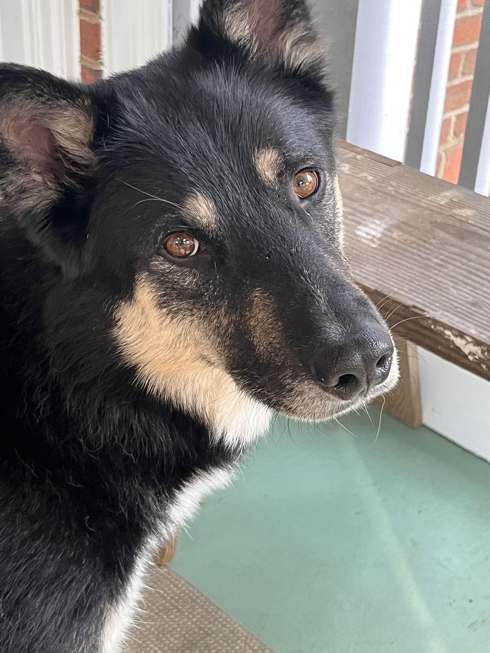 Enlarge Prince, a Adoptable German Shepherd Dog in Lutherville, MD image 2/3