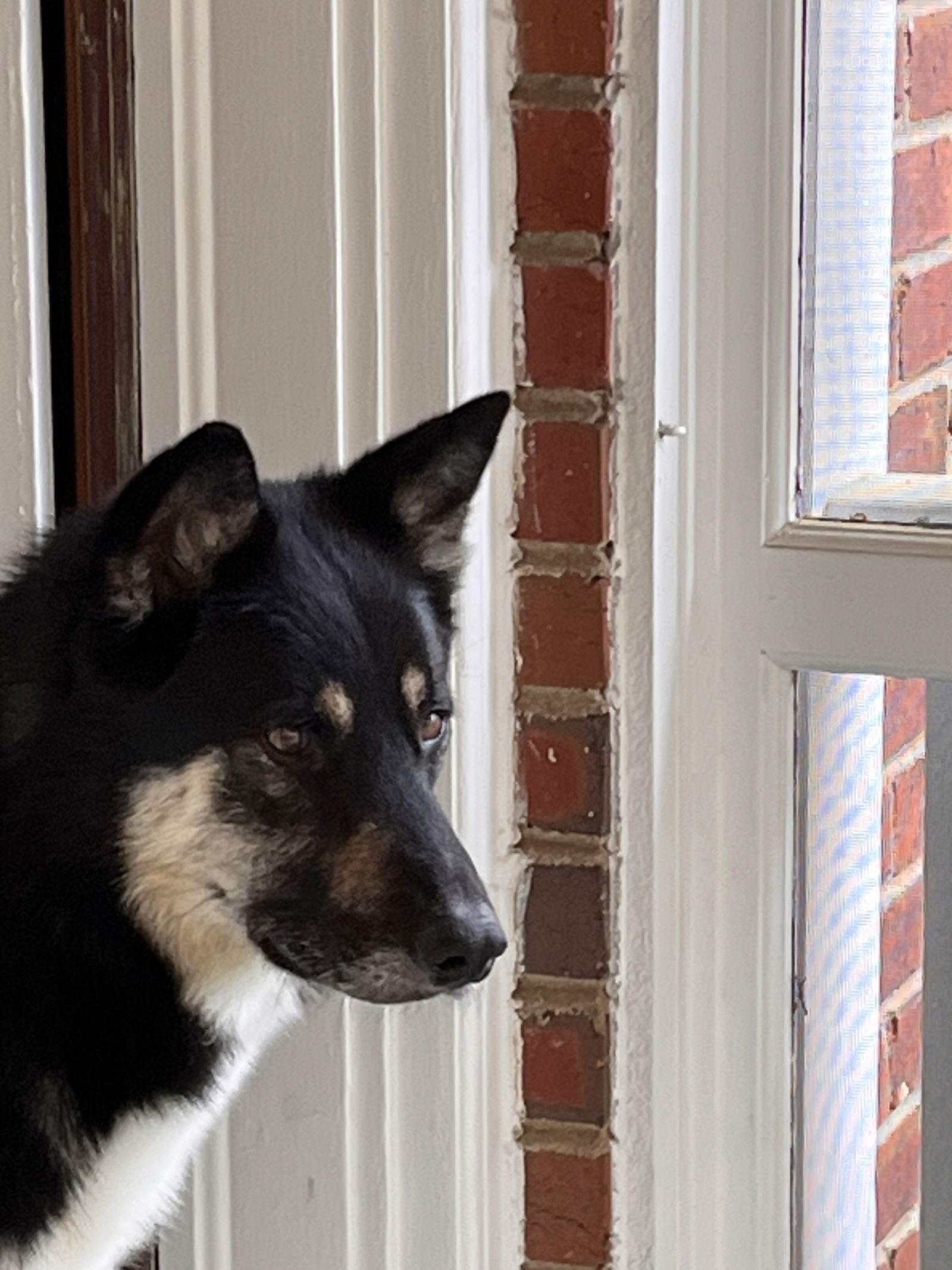 Enlarge Prince, a Adoptable German Shepherd Dog in Lutherville, MD image 3/3