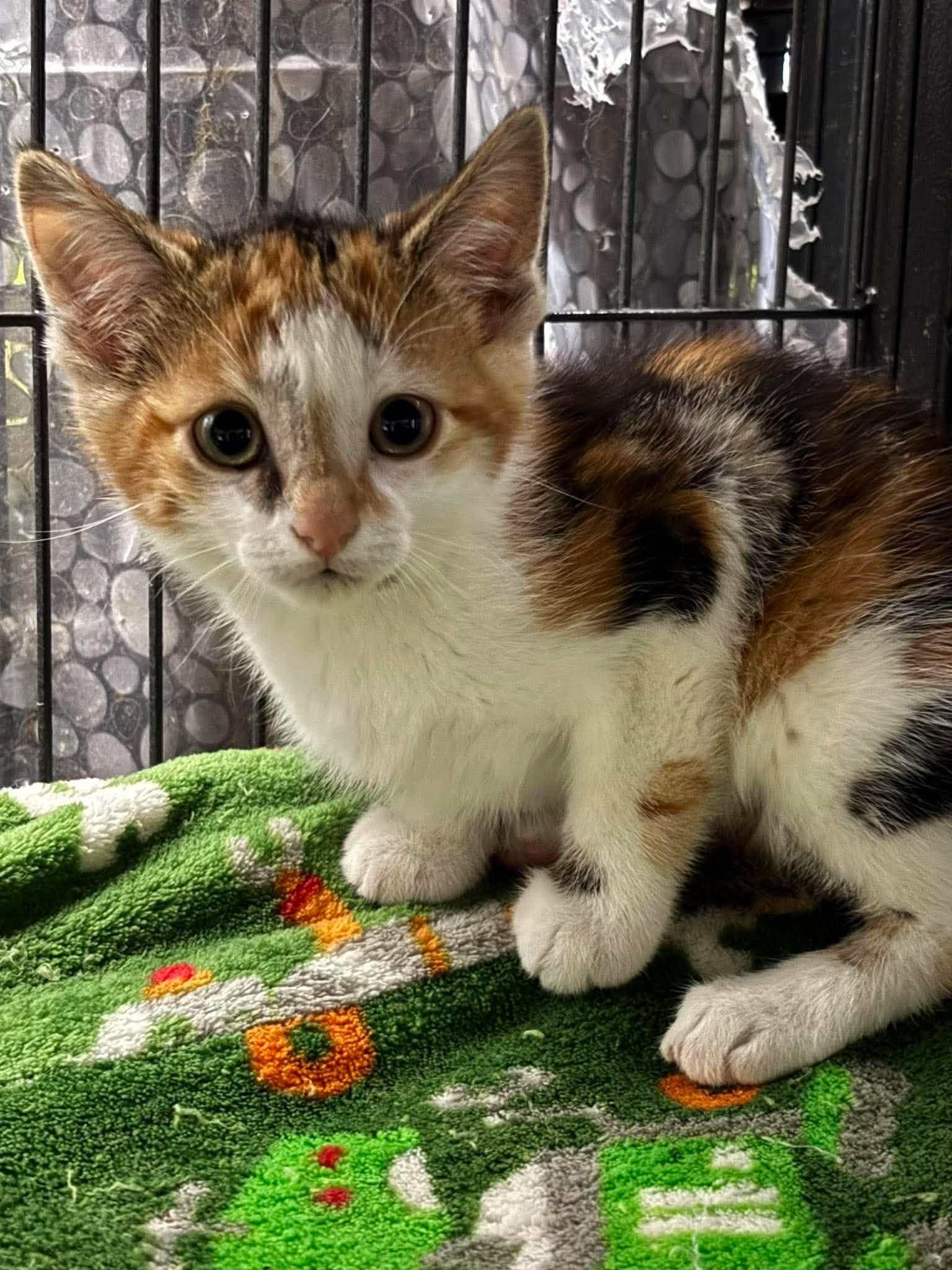 Enlarge DUCHESS, an adopted Domestic Short Hair in Tillsonburg, ON image 2/2