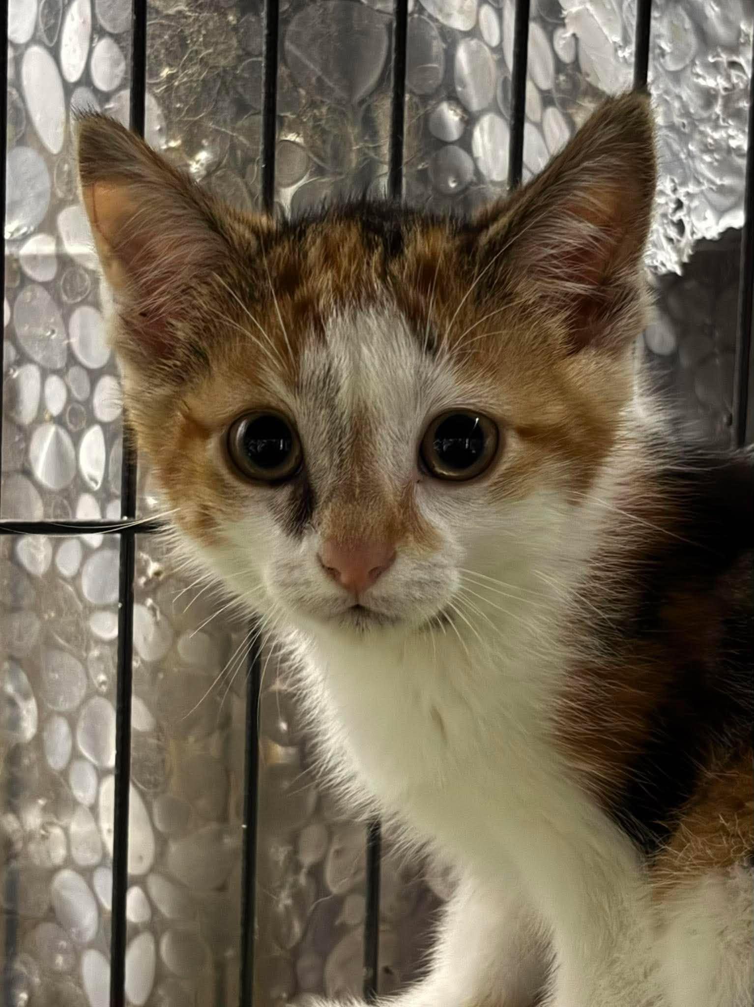 Enlarge DUCHESS, an adopted Domestic Short Hair in Tillsonburg, ON image 1/2