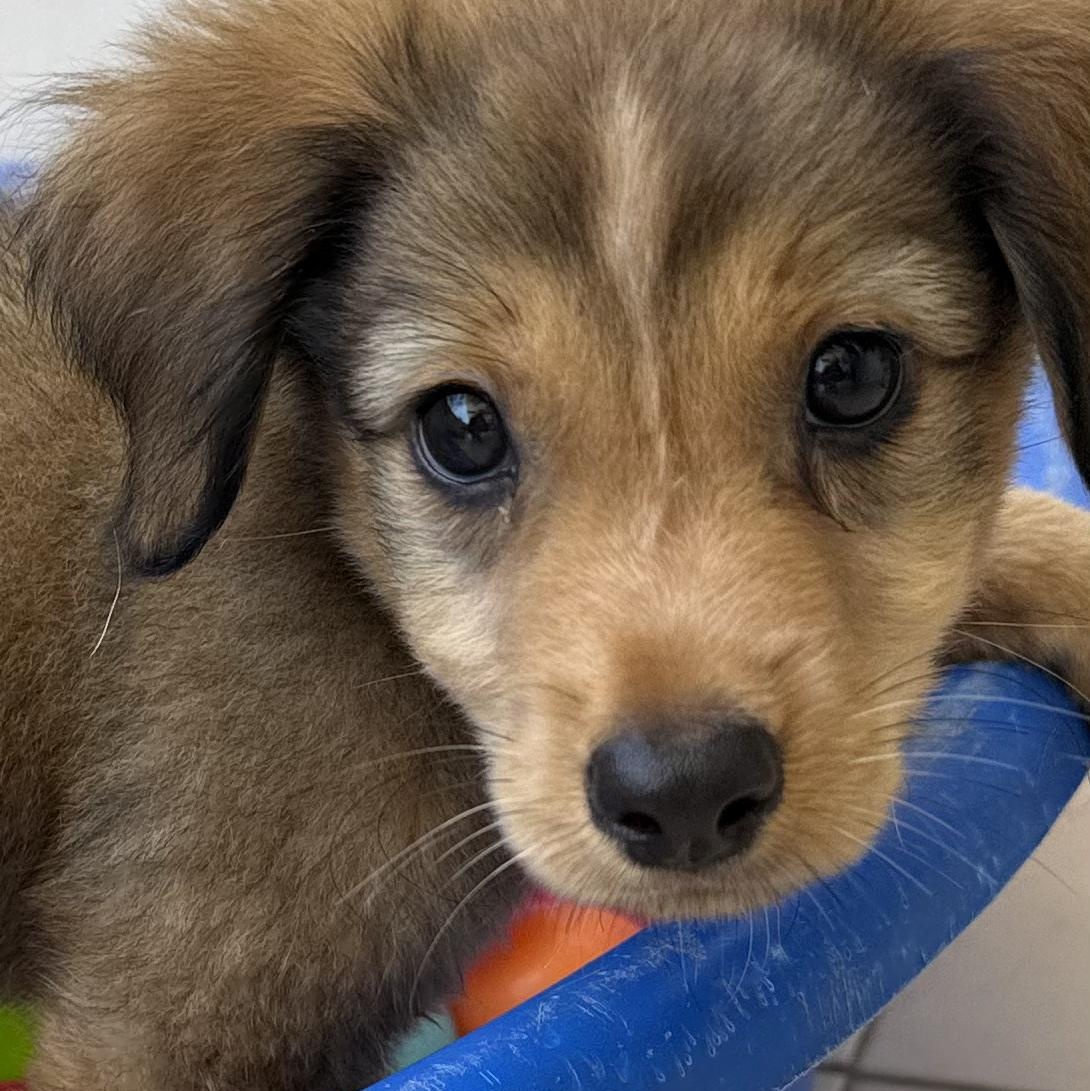 Pheonix, Adoptable, Puppy Male Mixed Breed.