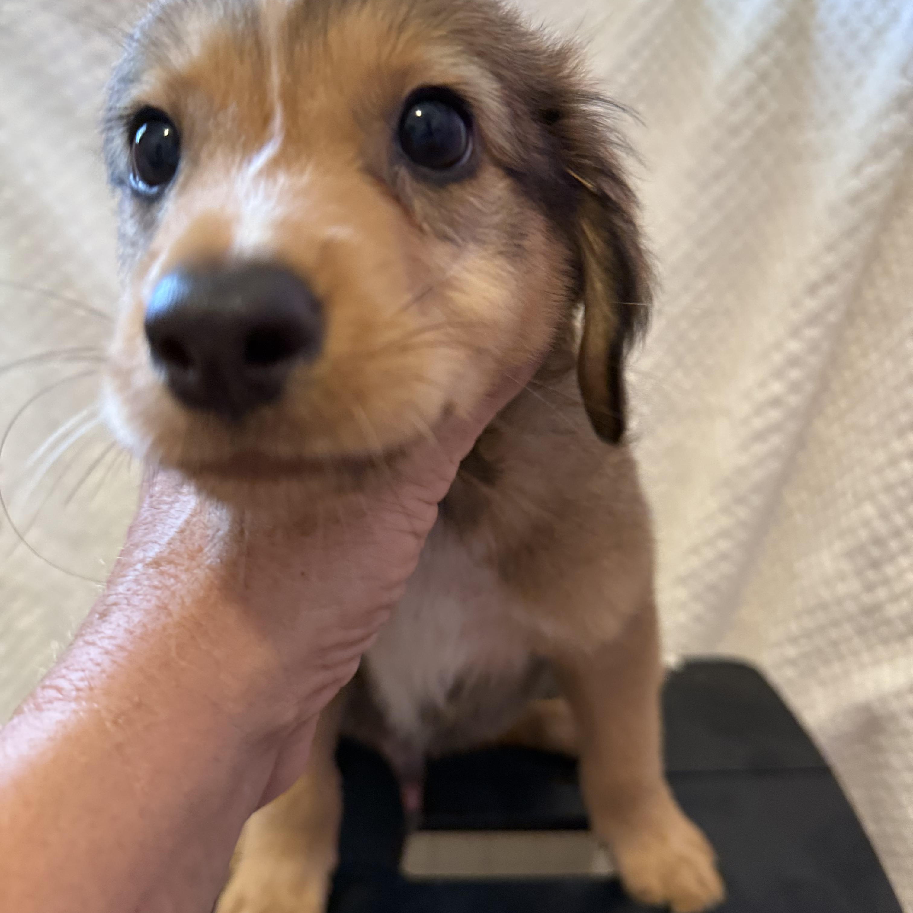 Enlarge Pheonix, a Adoptable Mixed Breed in West Nyack, NY image 2/4