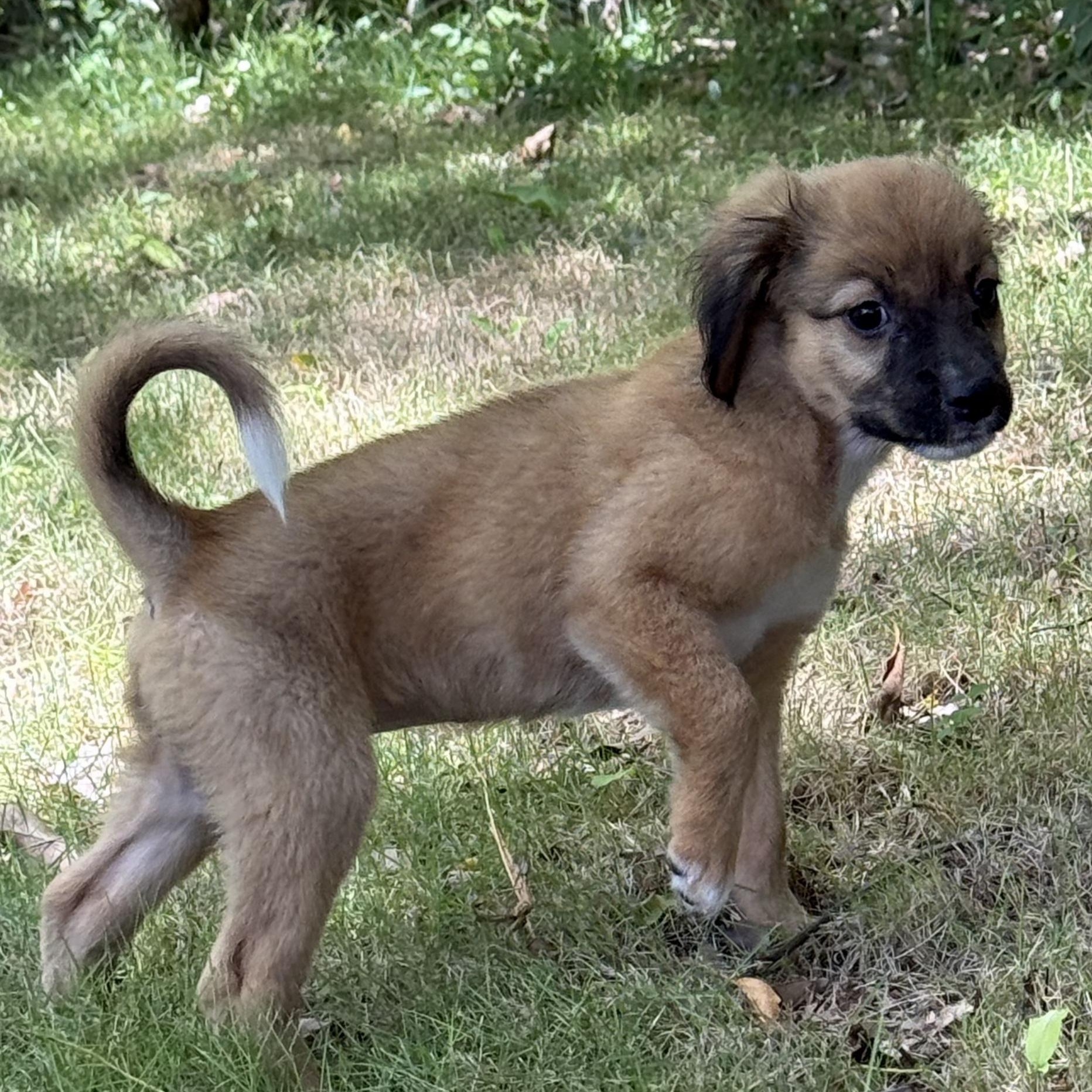 Enlarge Pheonix, a Adoptable Mixed Breed in West Nyack, NY image 3/4