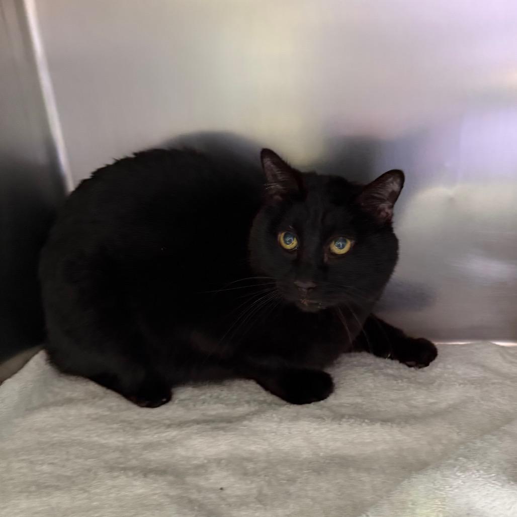 Marlow, Adoptable, Senior Male Domestic Short Hair.