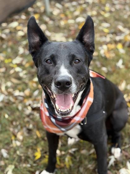 Lilly, a Adoptable Mixed Breed in Bartlesville, OK image 1/3