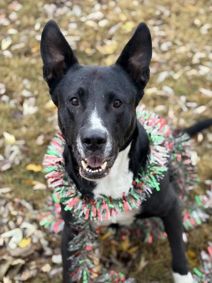 Lilly, a Adoptable Mixed Breed in Bartlesville, OK image 2/3
