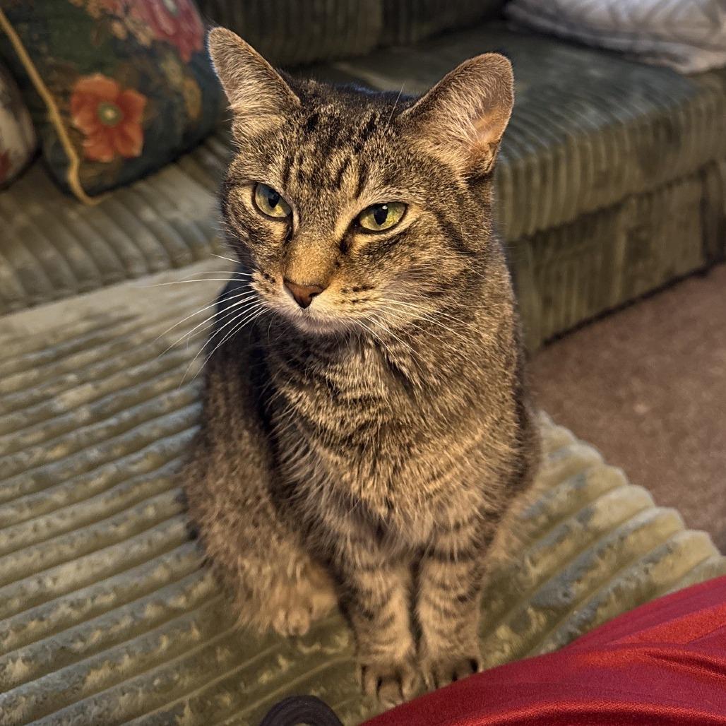 Enlarge Betty Jo, a Adoptable mixed breed in Decatur, GA image 1/5