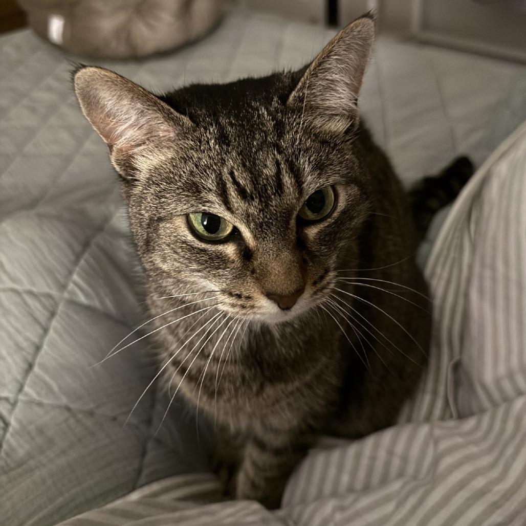 Enlarge Betty Jo, a Adoptable mixed breed in Decatur, GA image 2/5