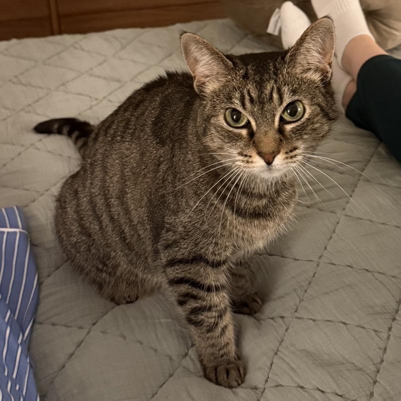Enlarge Betty Jo, a Adoptable mixed breed in Decatur, GA image 3/5