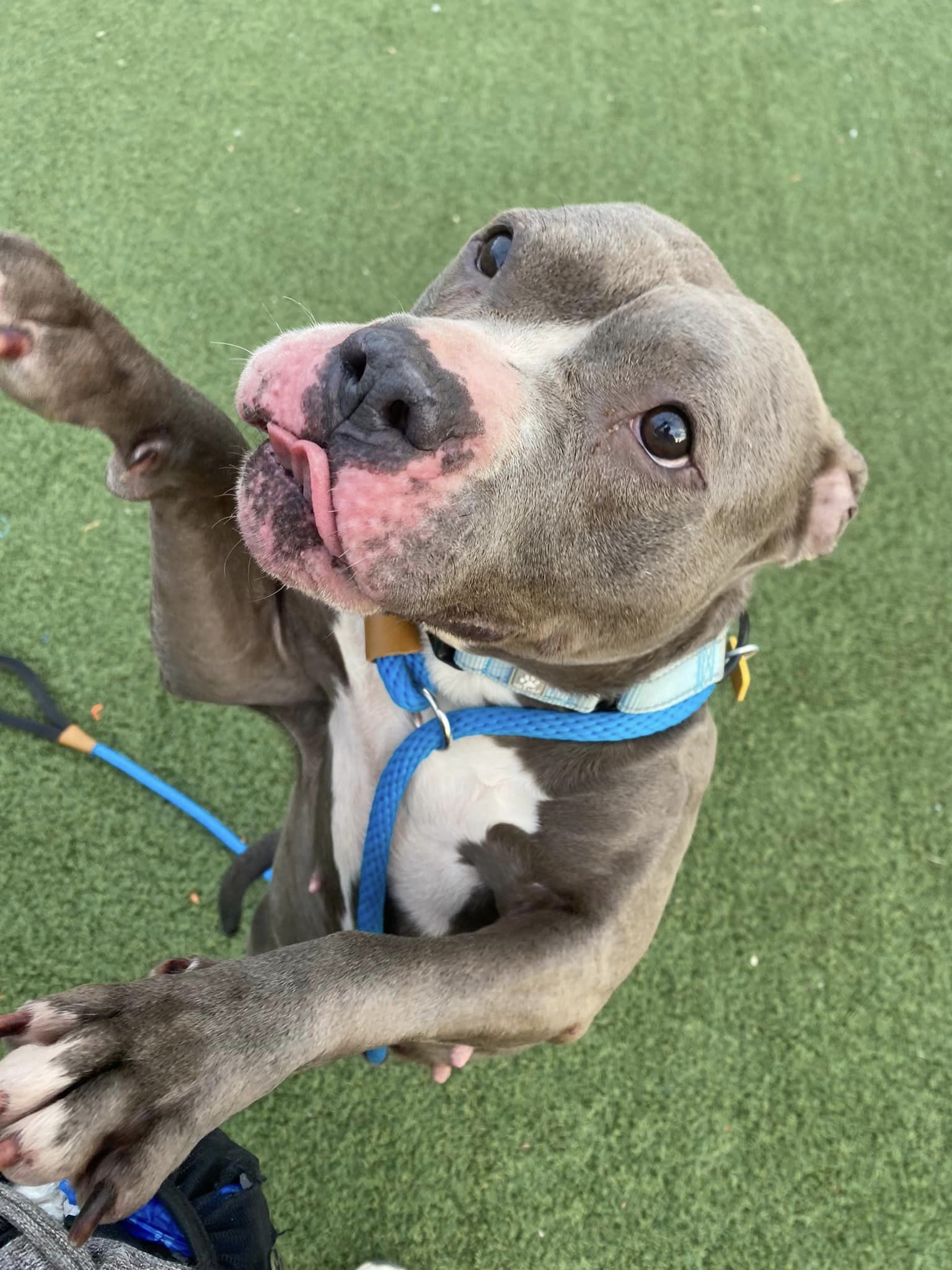 Dog for adoption Milly, a Terrier & Pit Bull Terrier Mix in Cleveland