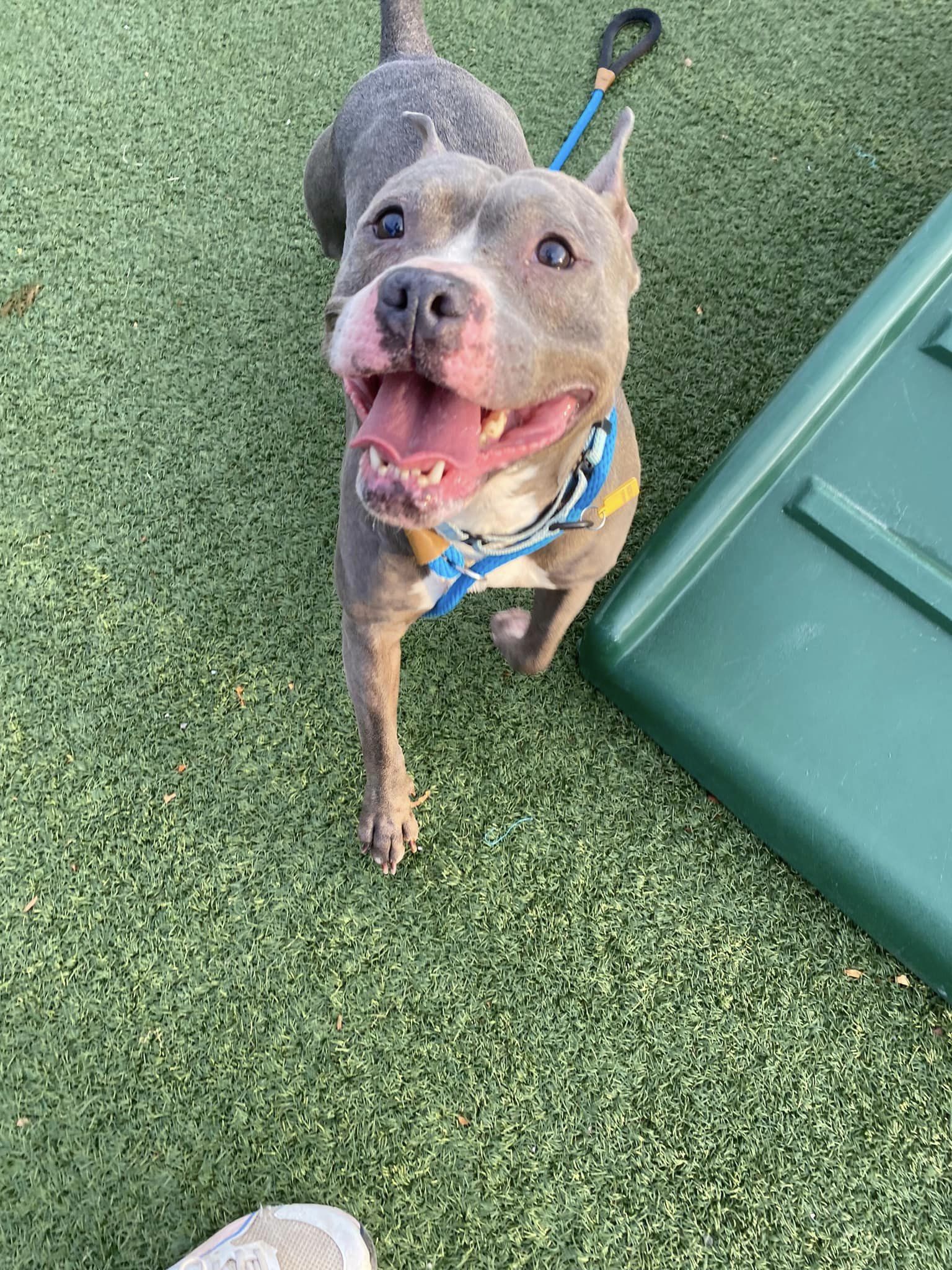 Dog for adoption Milly, a Terrier & Pit Bull Terrier Mix in Cleveland