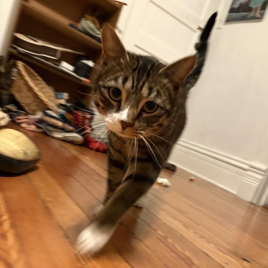 Peter Fain, an adopted Domestic Short Hair in Denver, CO image 5/6