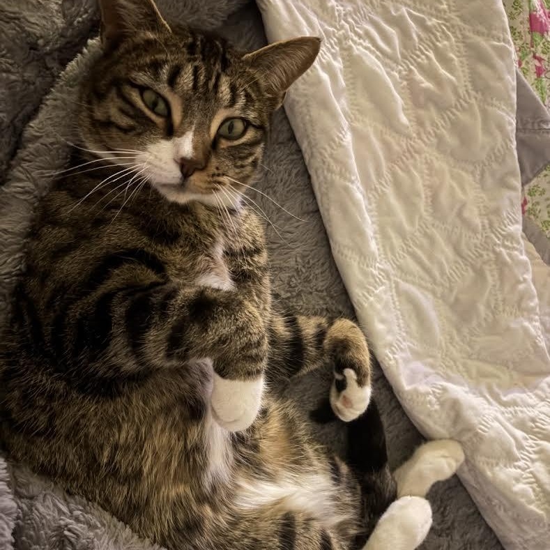 Peter Fain, an adopted Domestic Short Hair in Denver, CO image 6/6